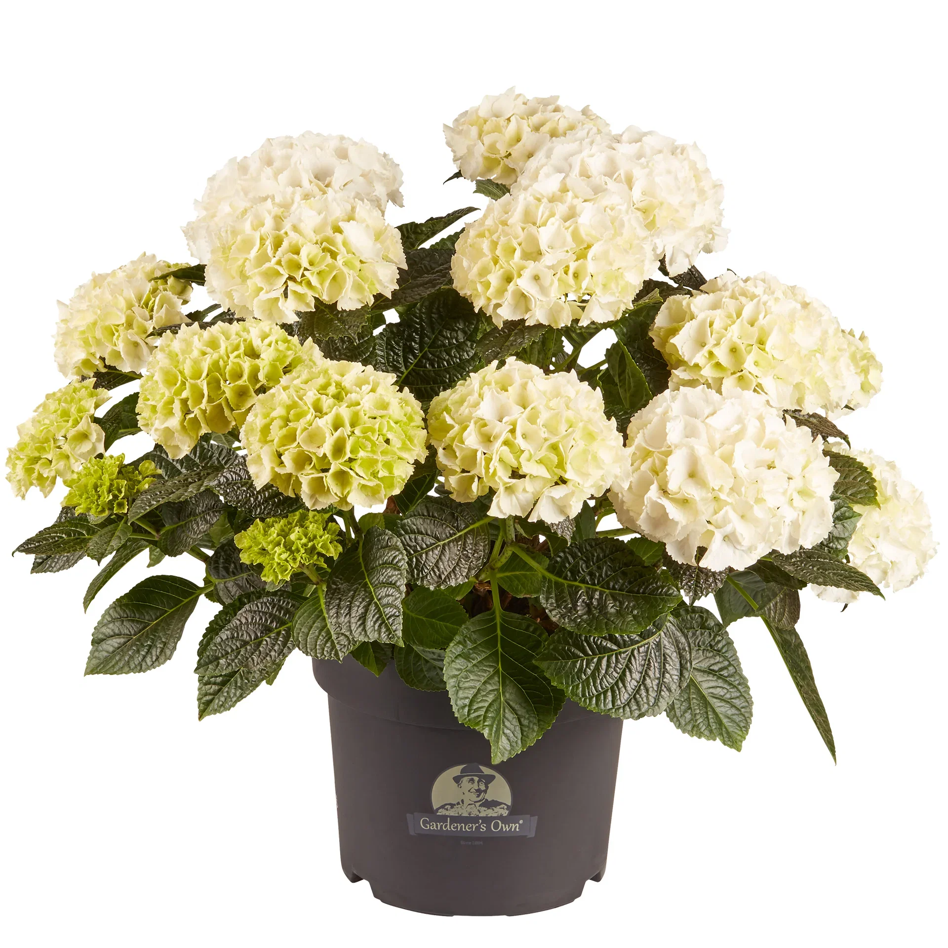 Hydrangea macrophylla White 21cm