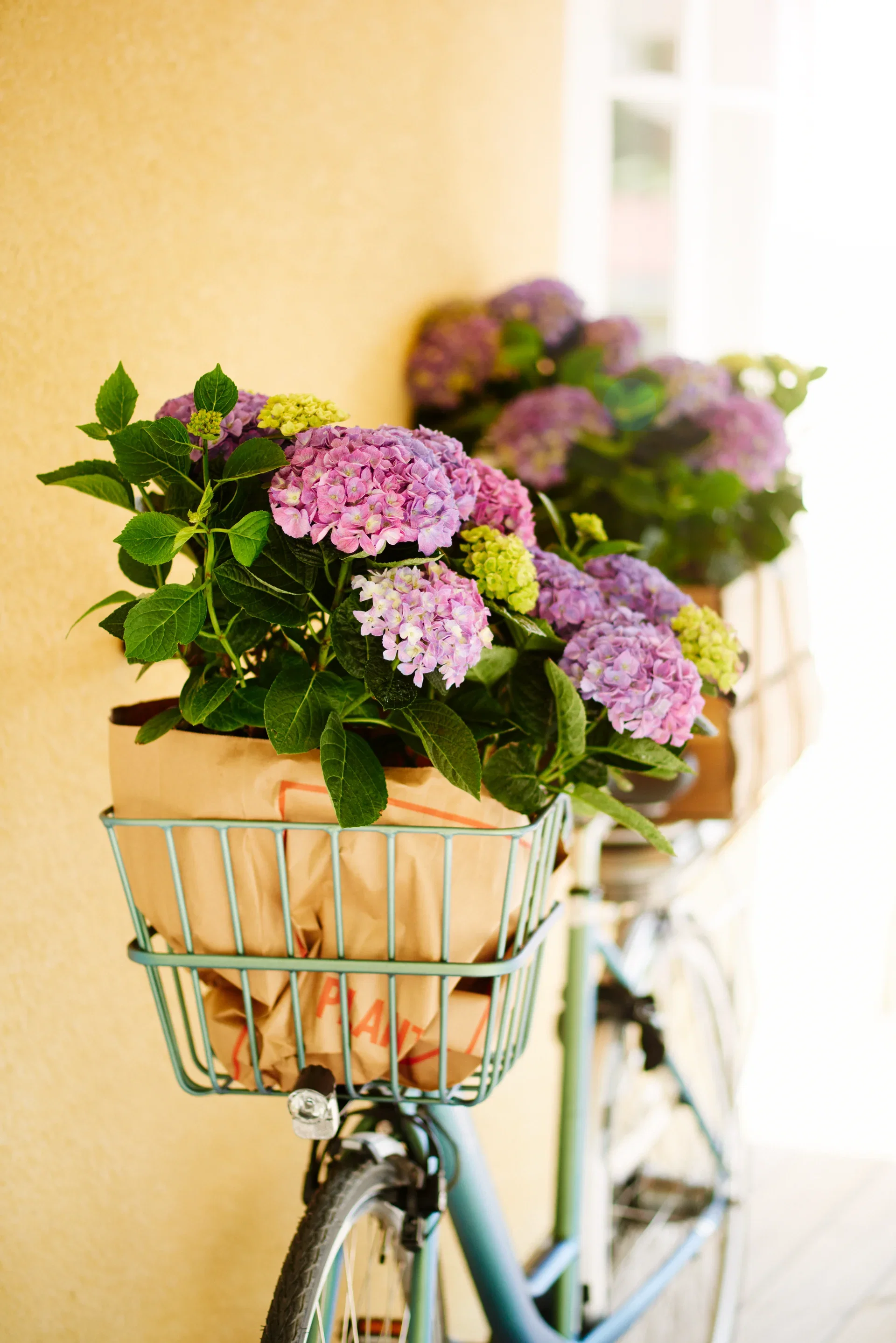 Hydrangea macrophylla Blue 21cm
