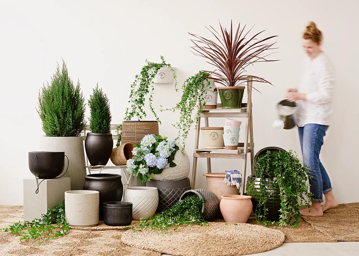 Hydrangea macrophylla Blue 21cm