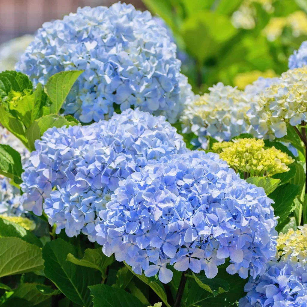 Hydrangea macrophylla Blue 21cm