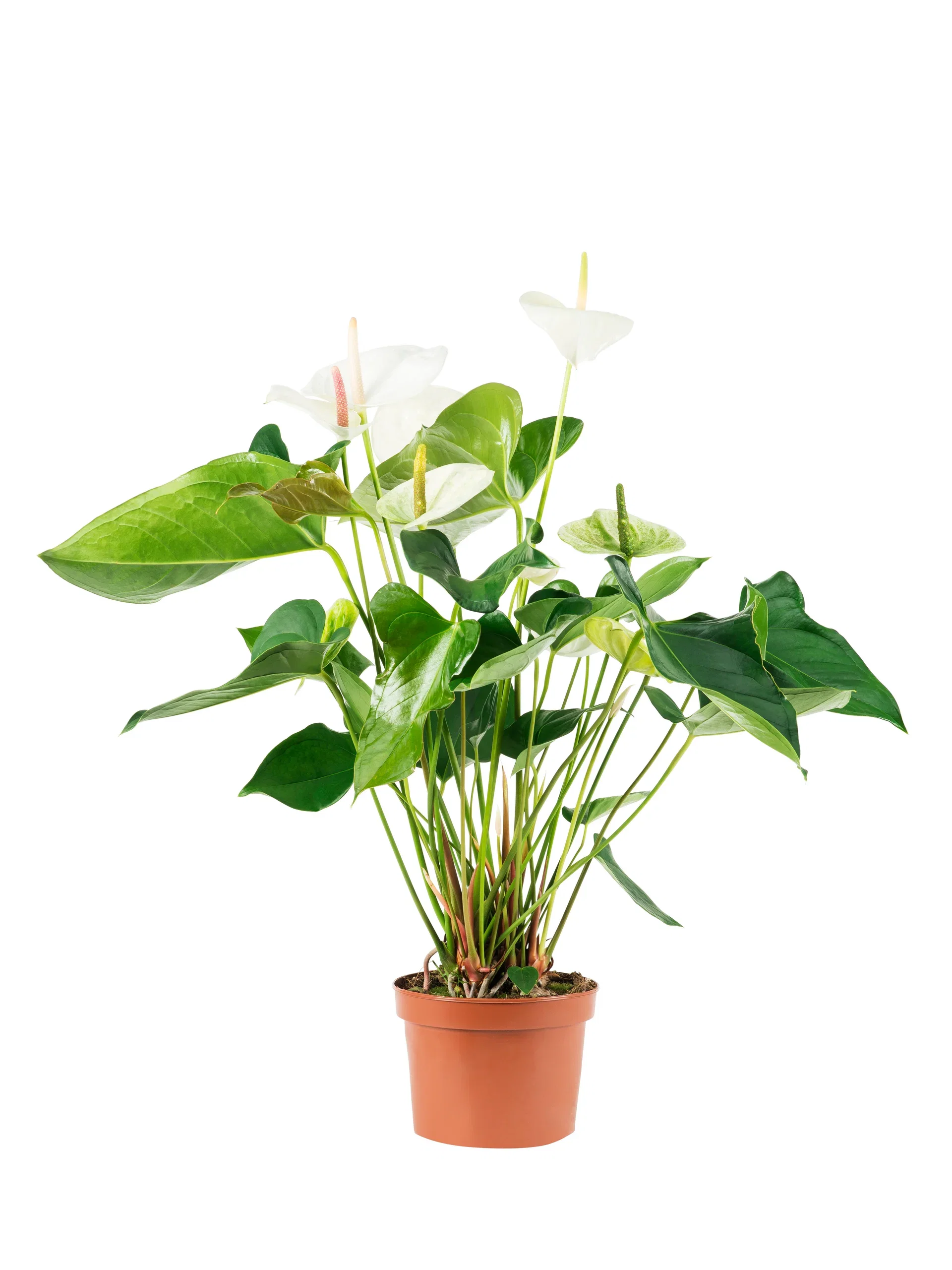 Anthurium andreanum White 12 cm