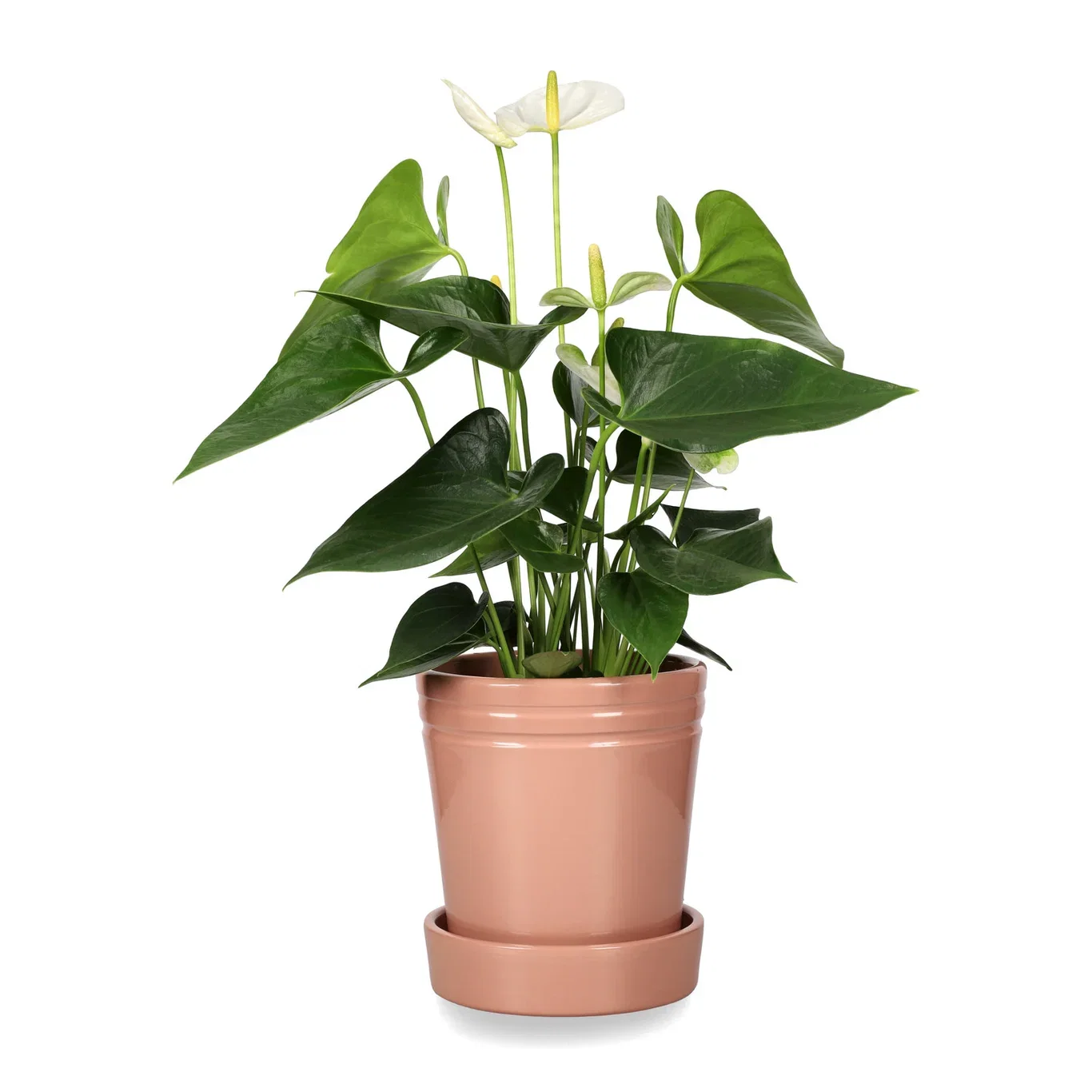 Anthurium andreanum White 12 cm