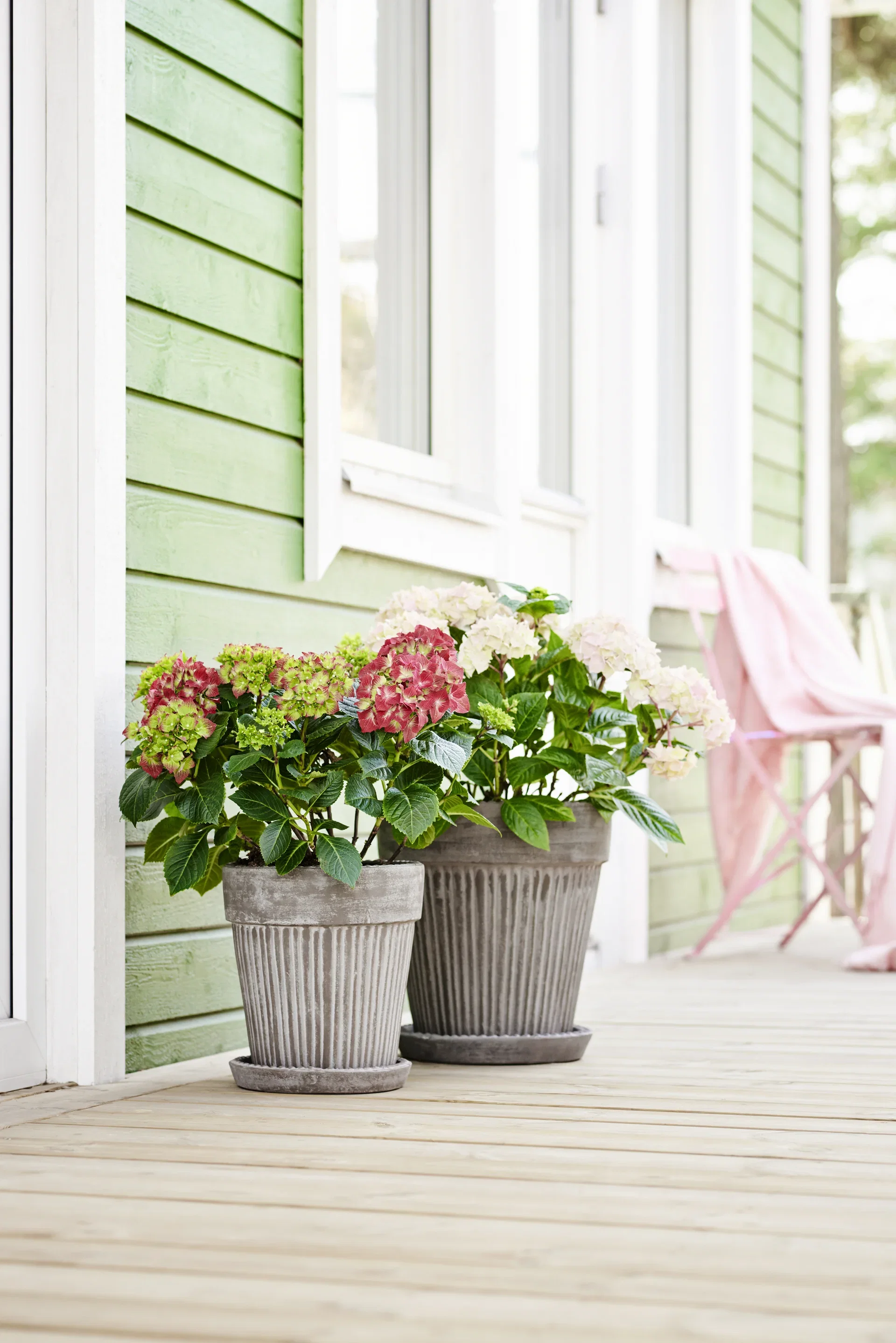 Hydrangea macrophylla Red  21cm
