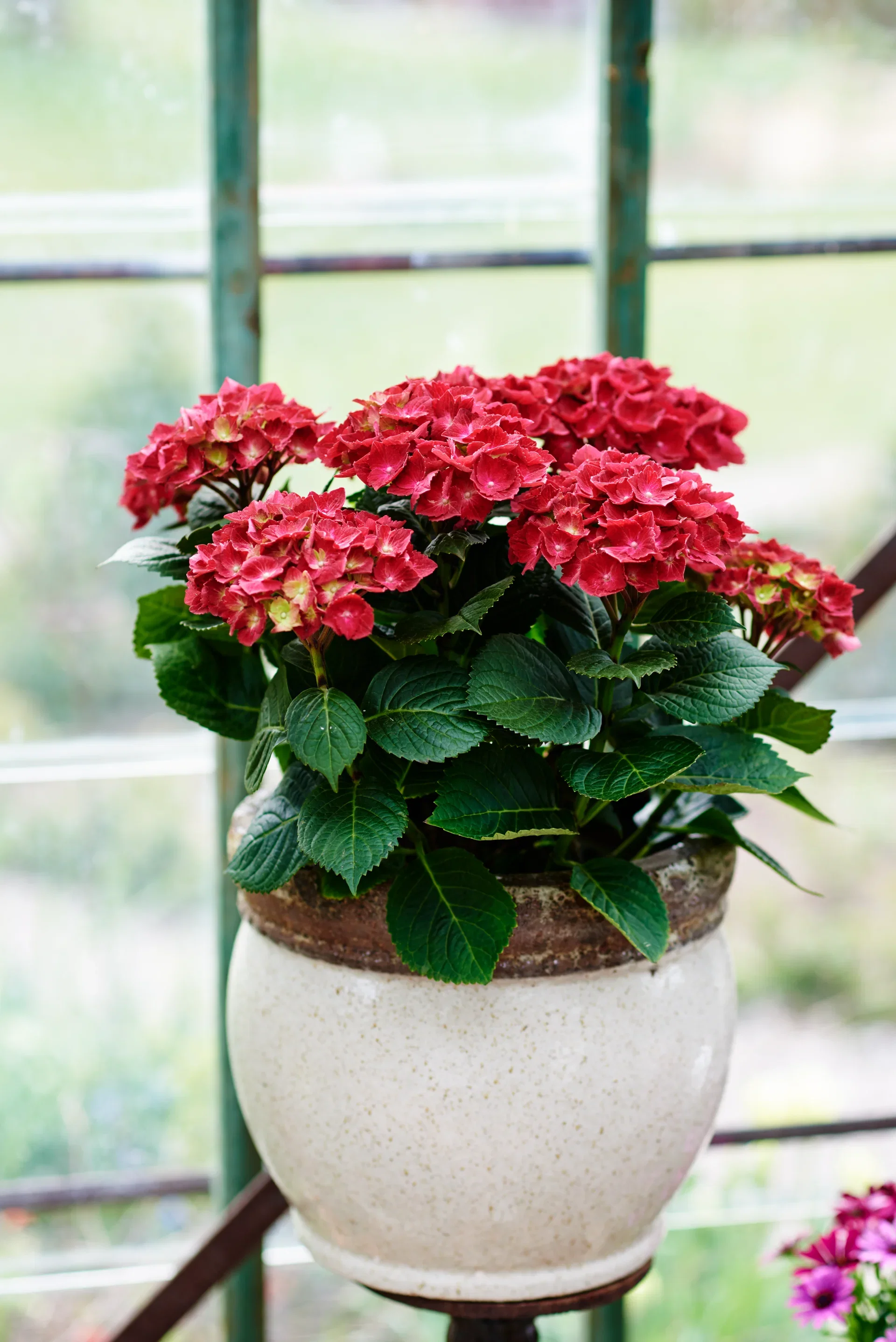 Hydrangea macrophylla Red  21cm