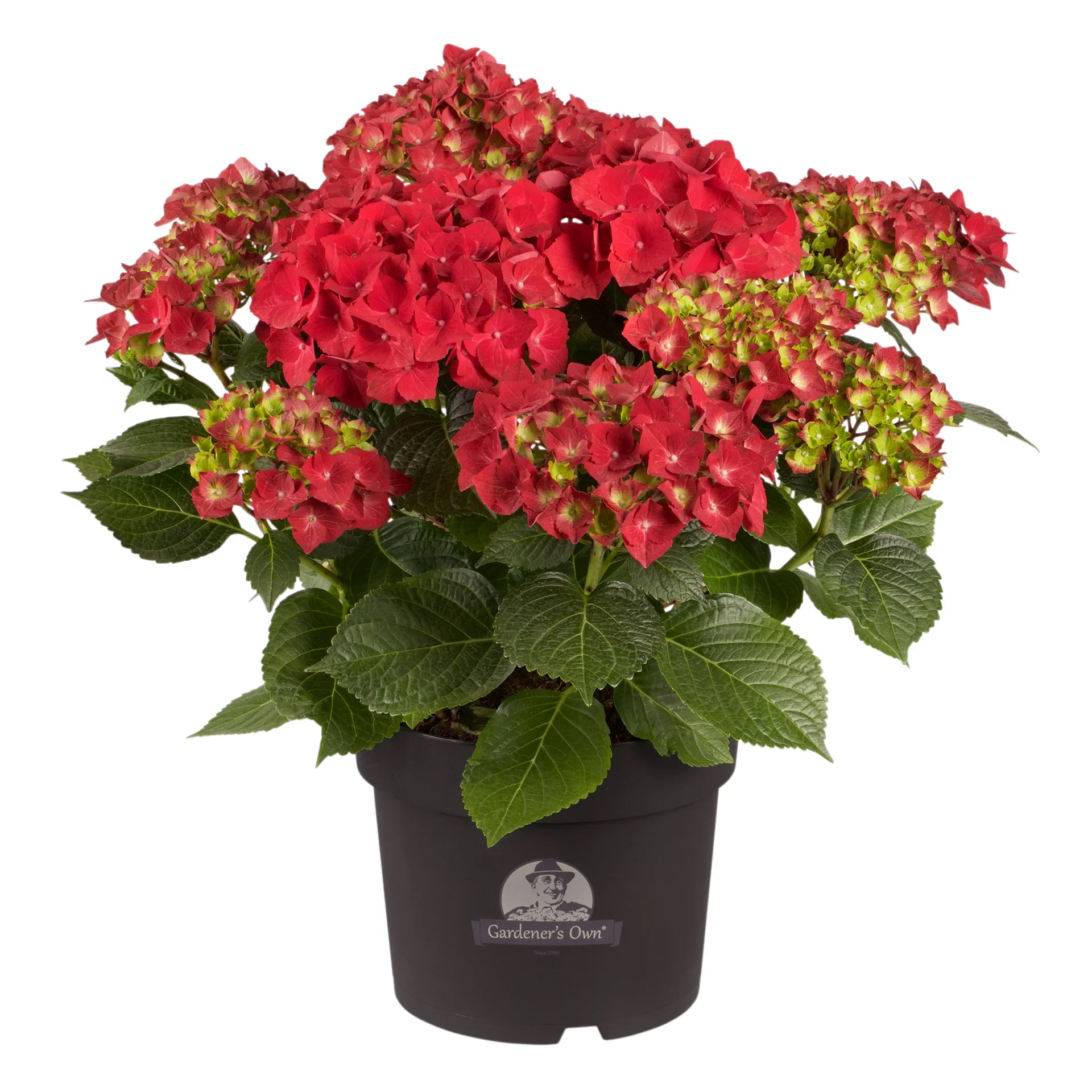 Hydrangea macrophylla Red  21cm