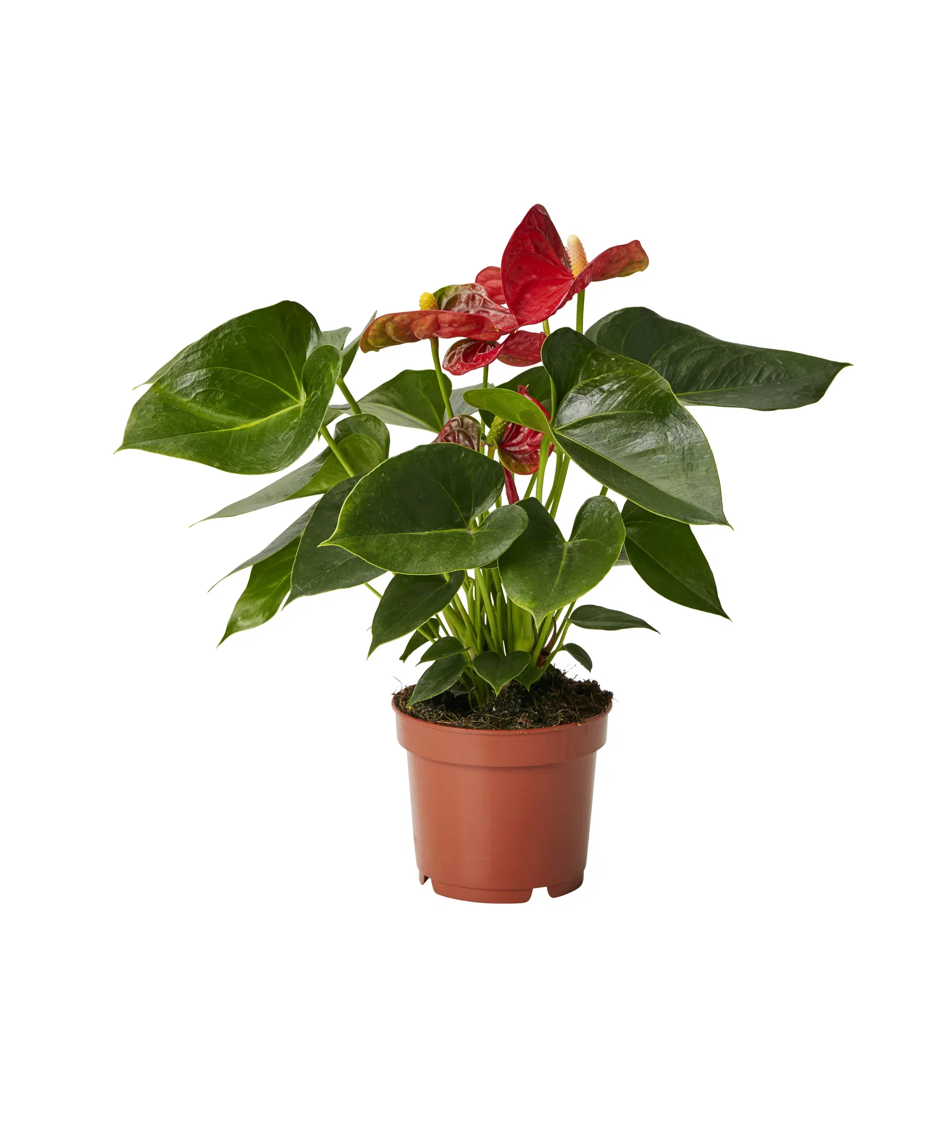 Anthurium andreanum Red 12 cm