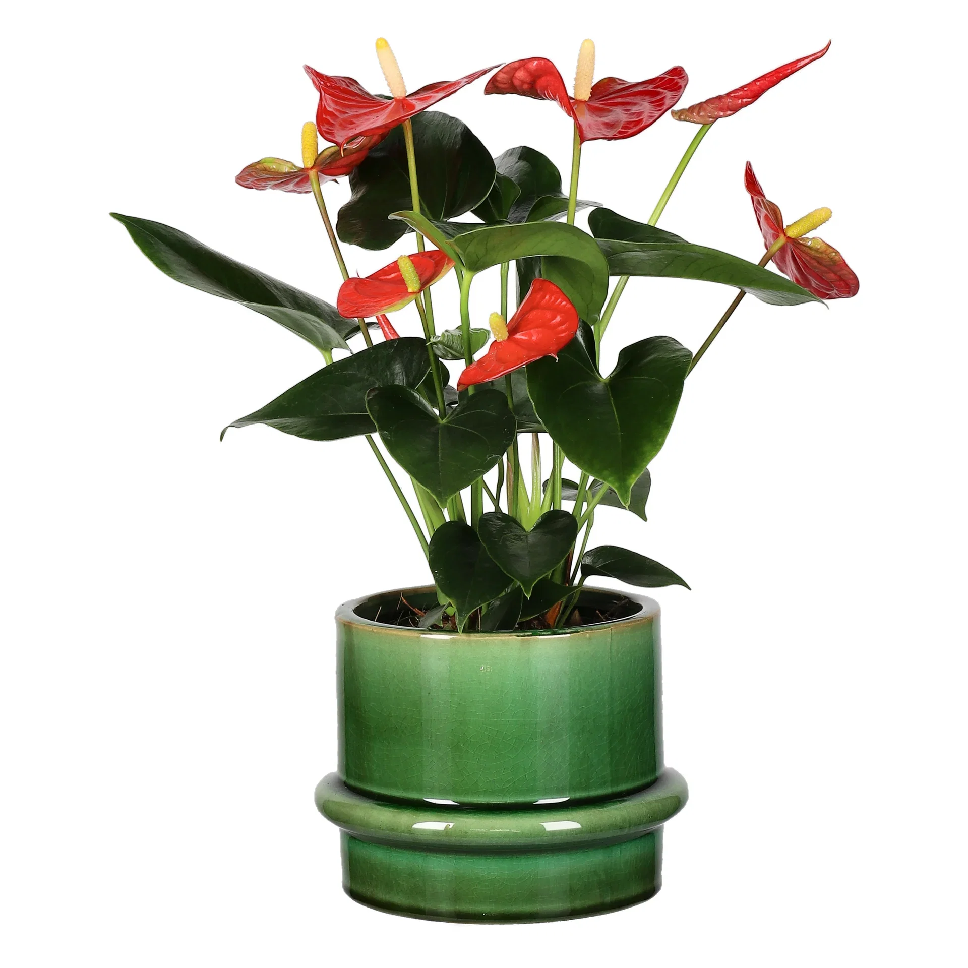 Anthurium andreanum Red 12 cm