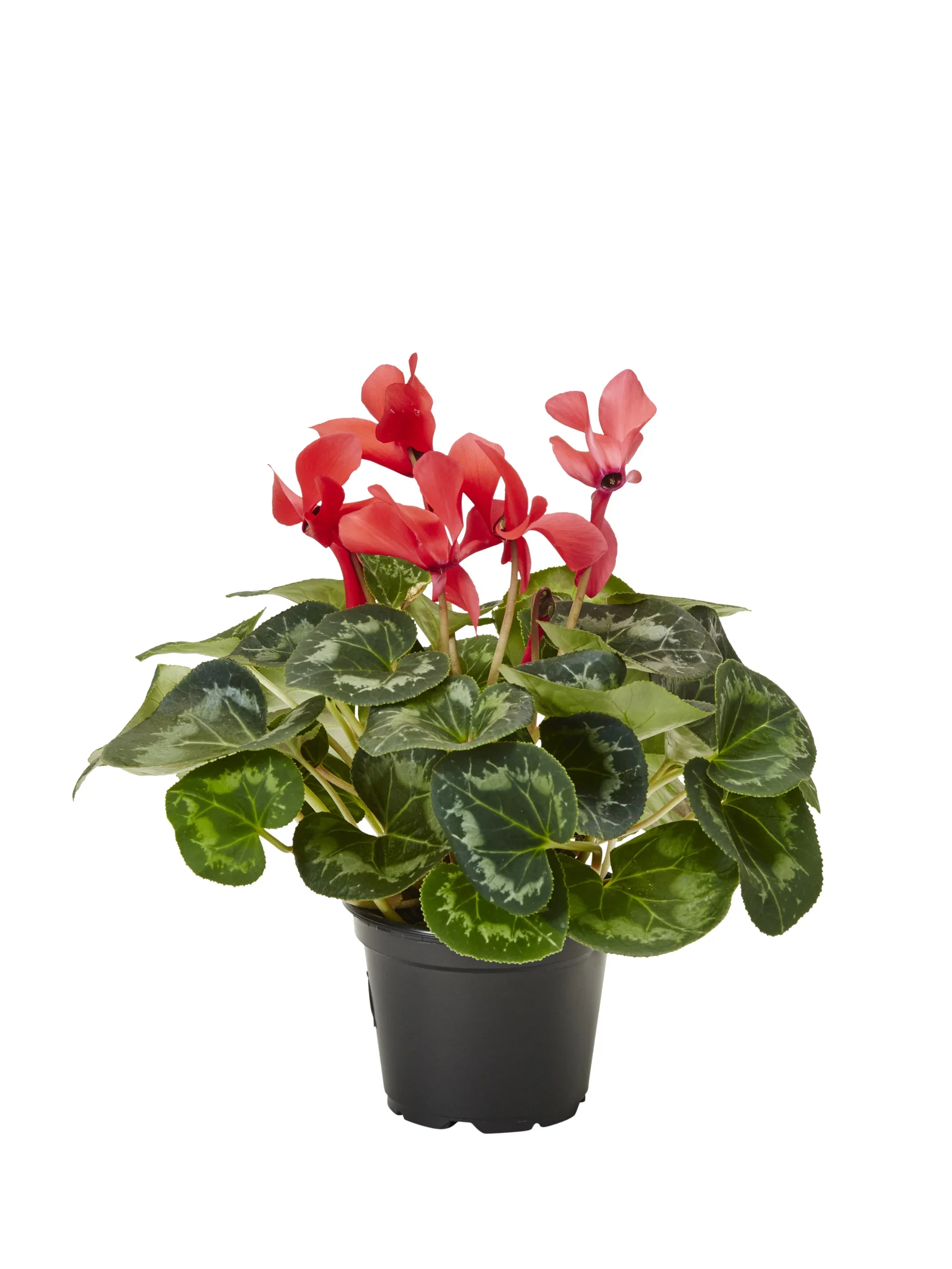 Cyclamen White 12 cm