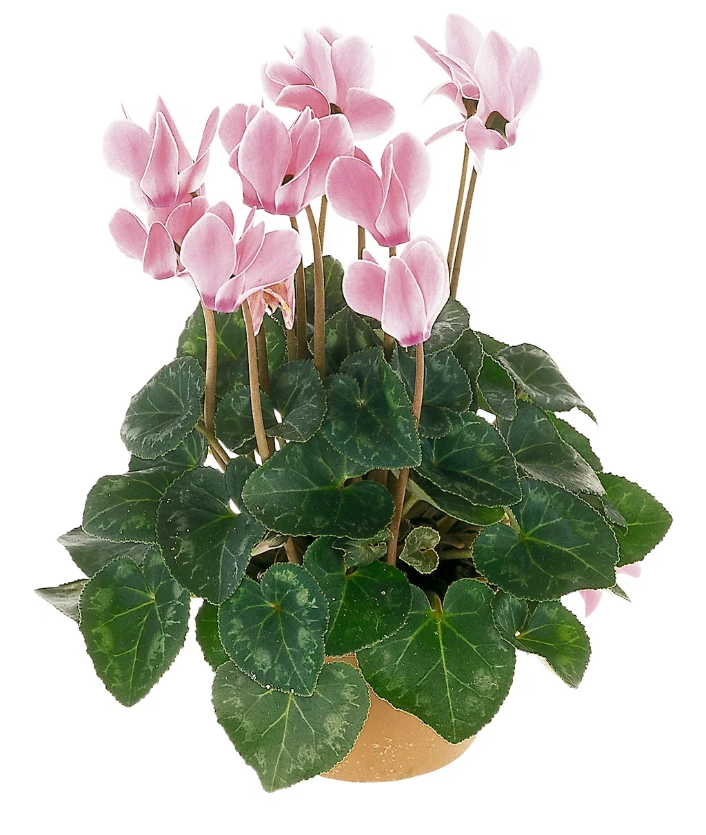 Cyclamen White 12 cm