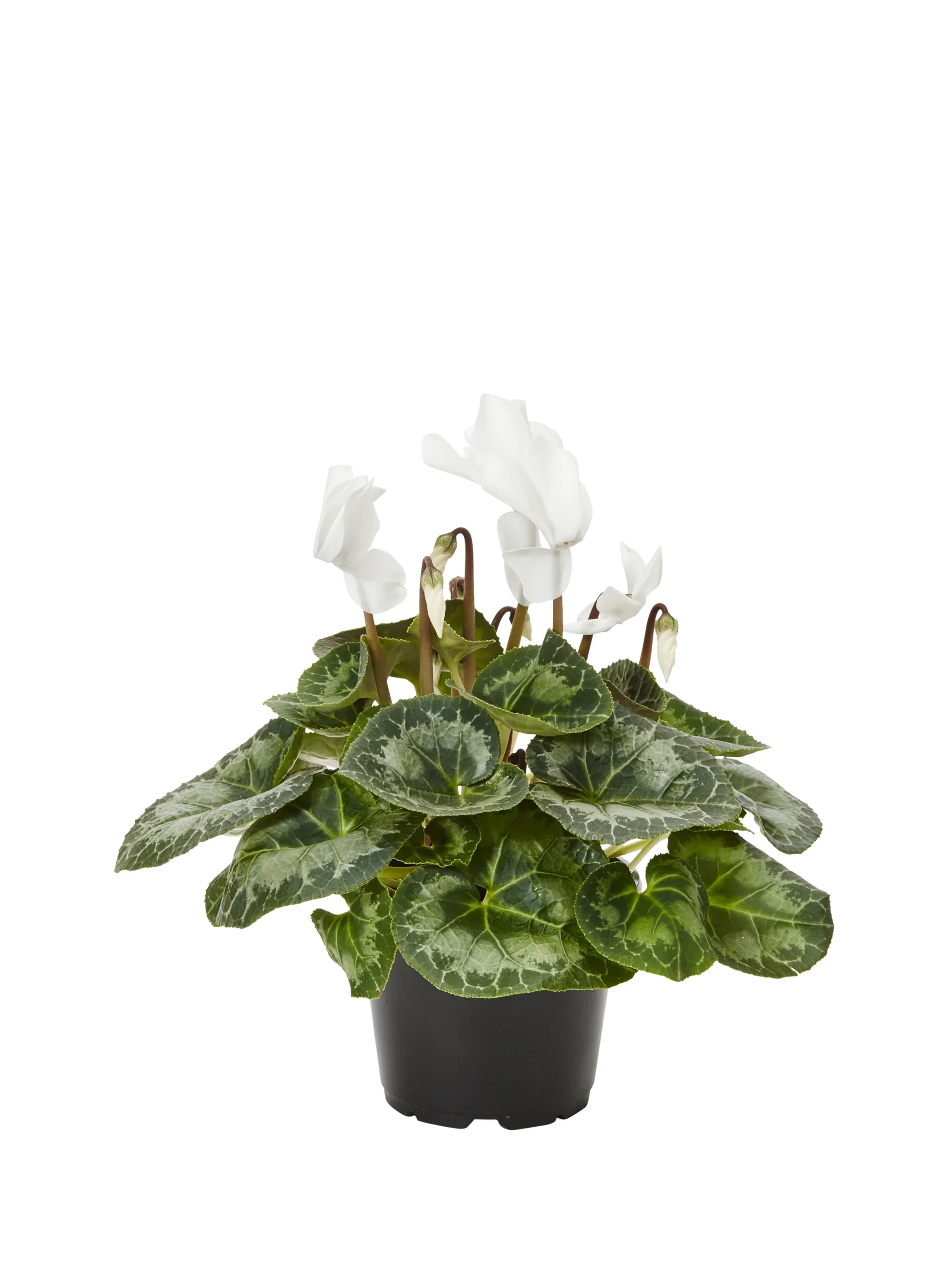 Cyclamen White 12 cm