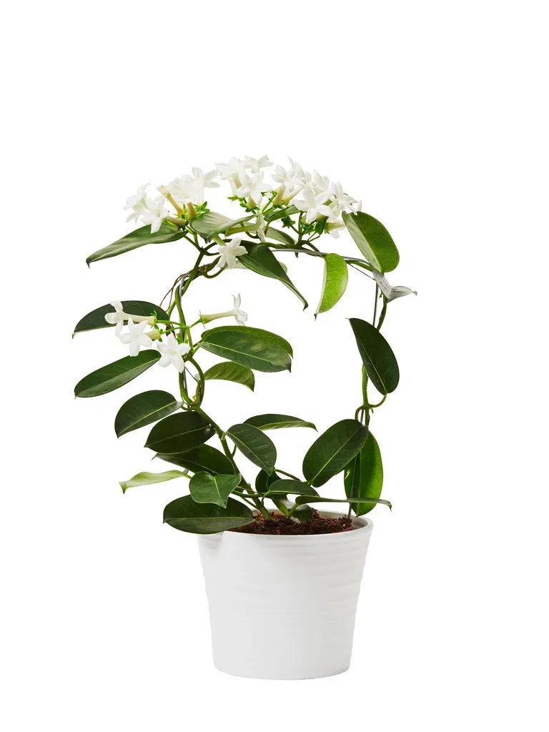 Stephanotis floribunda 3-6 flower bunches 12 cm