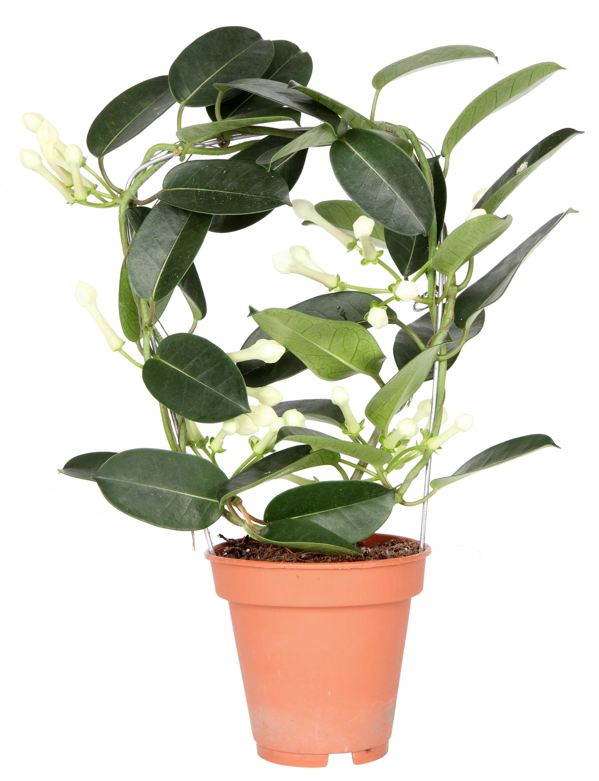 Stephanotis floribunda 3-6 flower bunches 12 cm