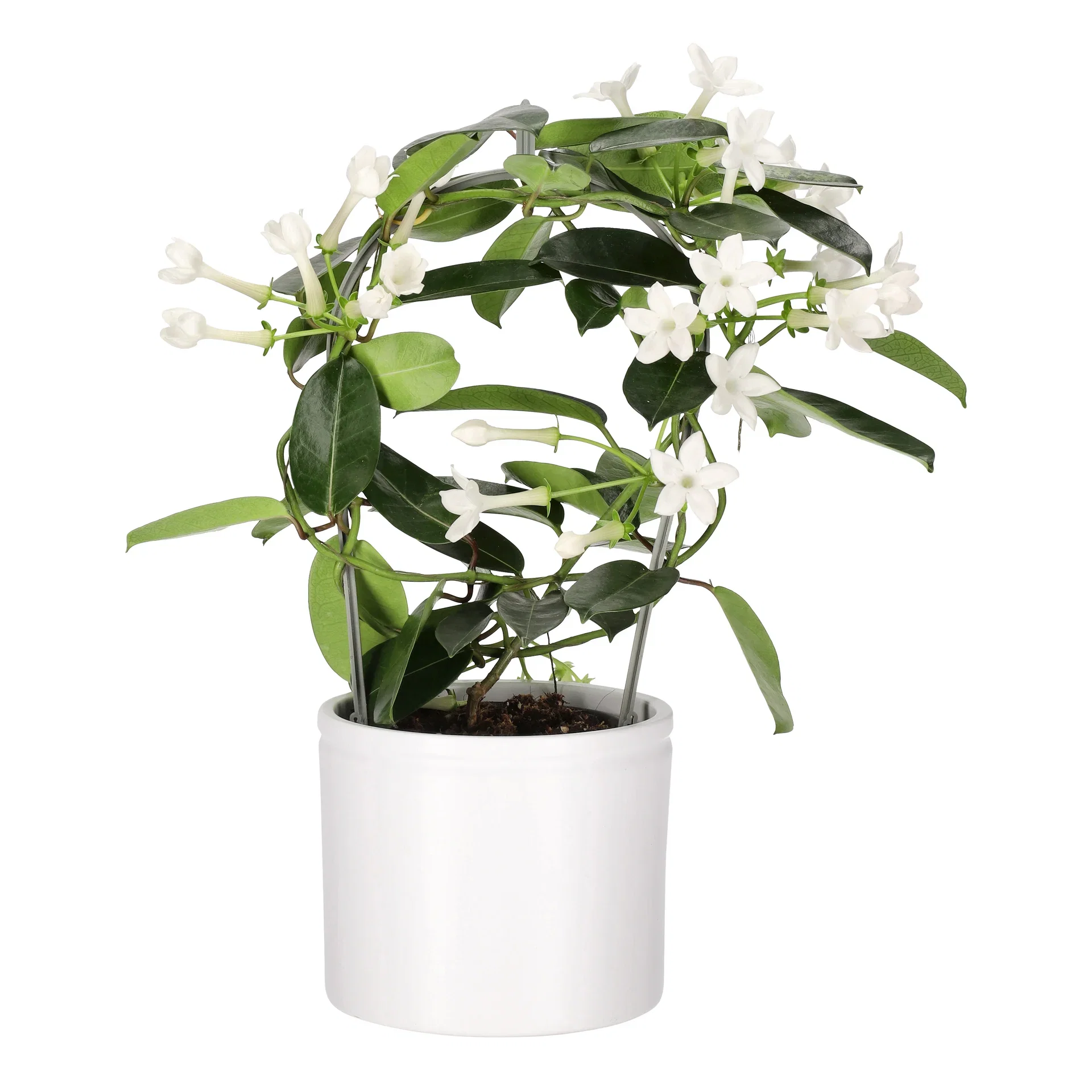 Stephanotis floribunda 3-6 flower bunches 12 cm