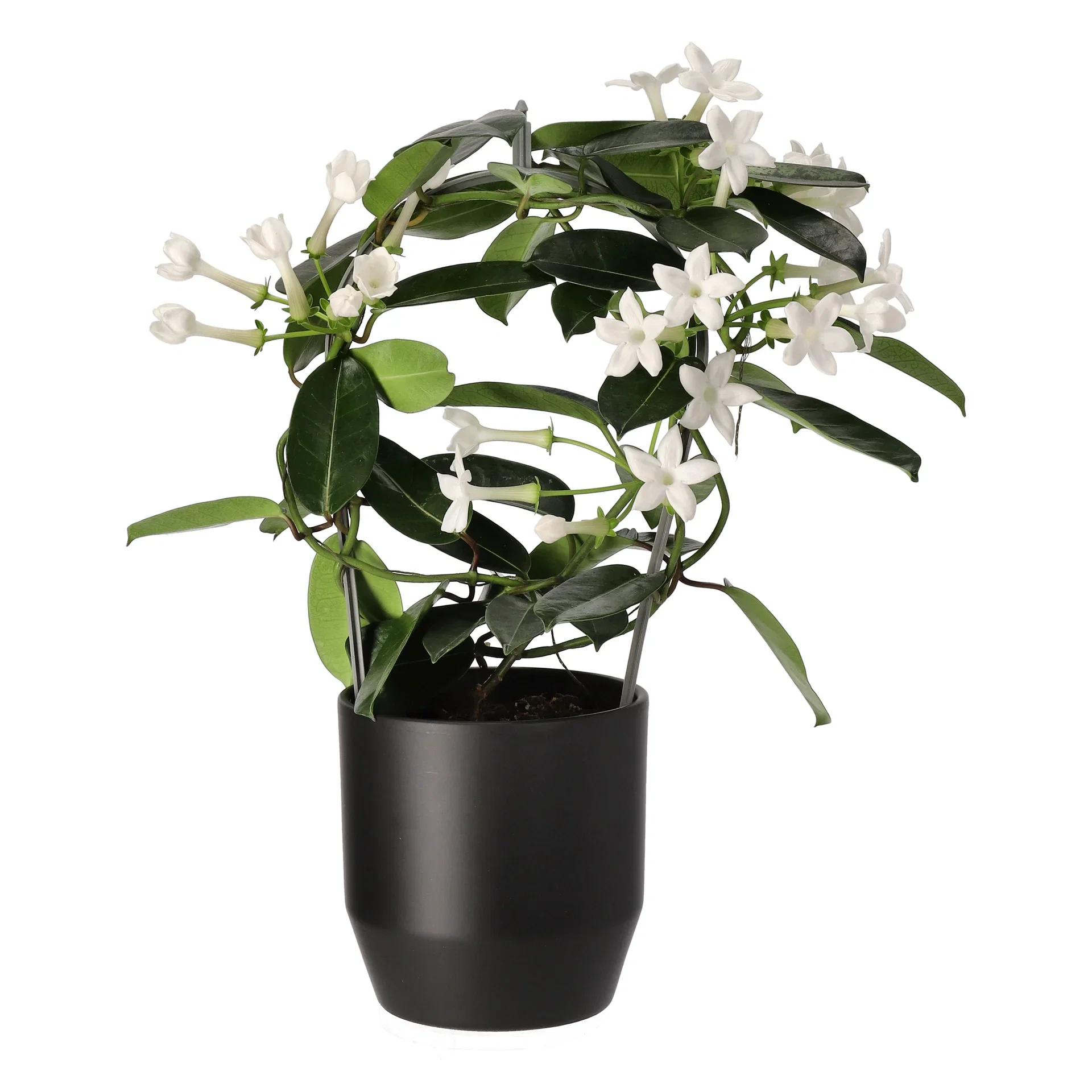 Stephanotis floribunda 3-6 flower bunches 12 cm