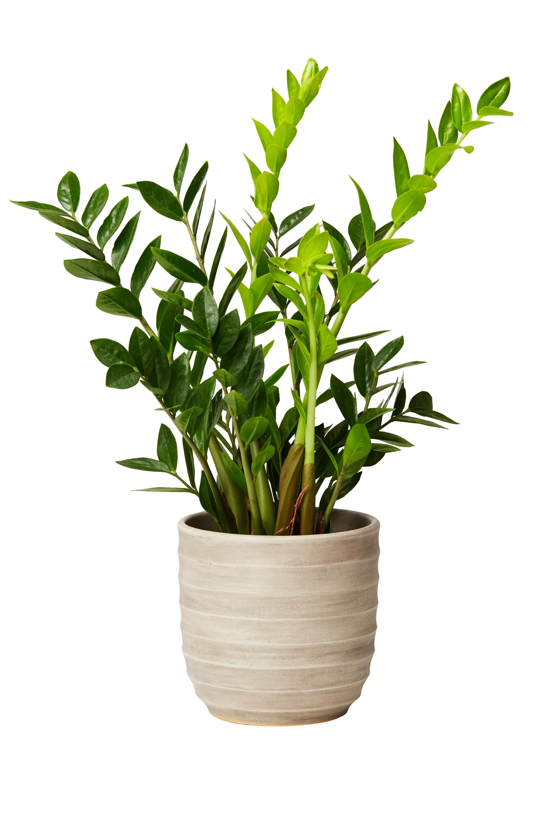 Zamioculcas zamiifolia 17 cm