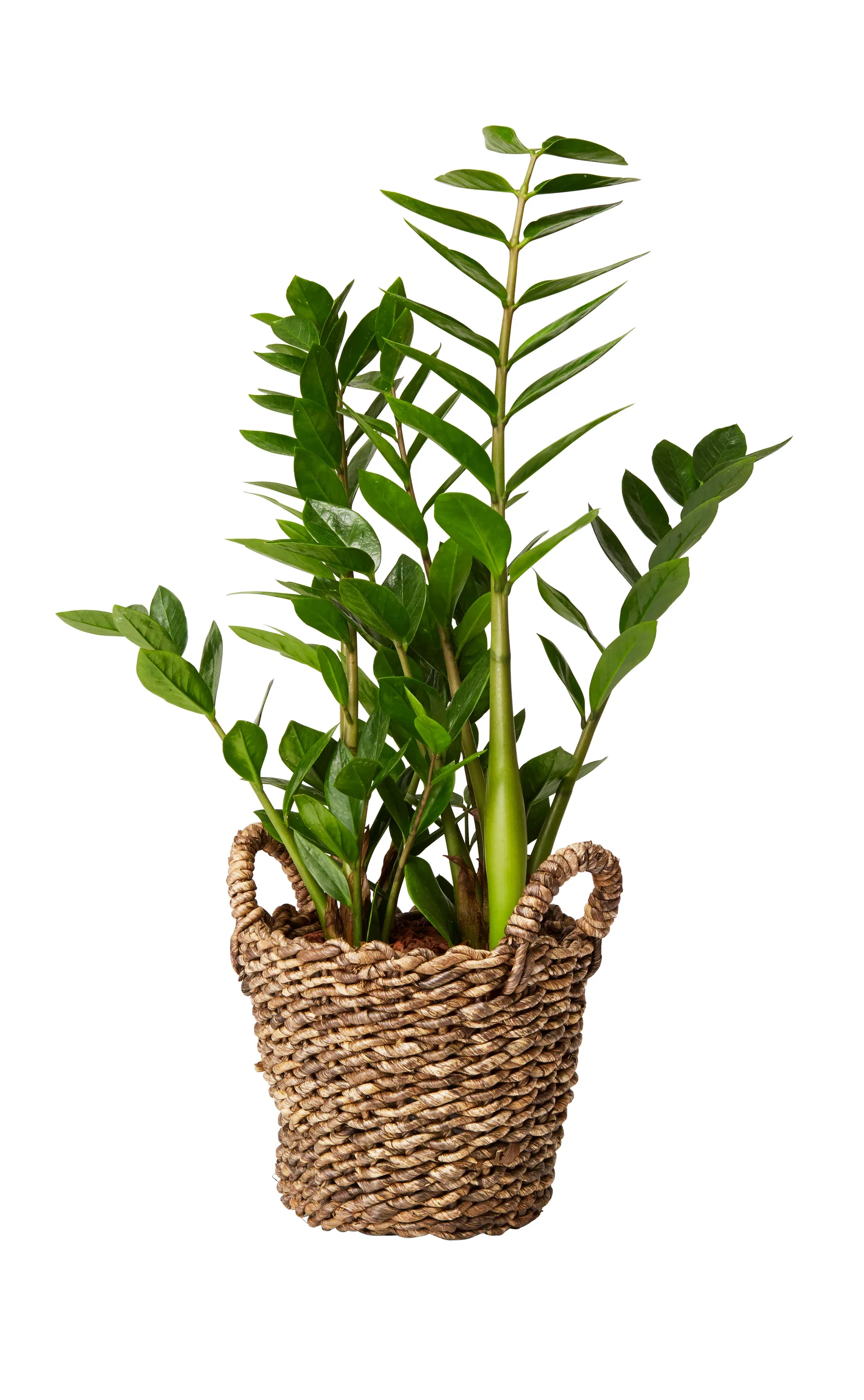 Zamioculcas zamiifolia 17 cm