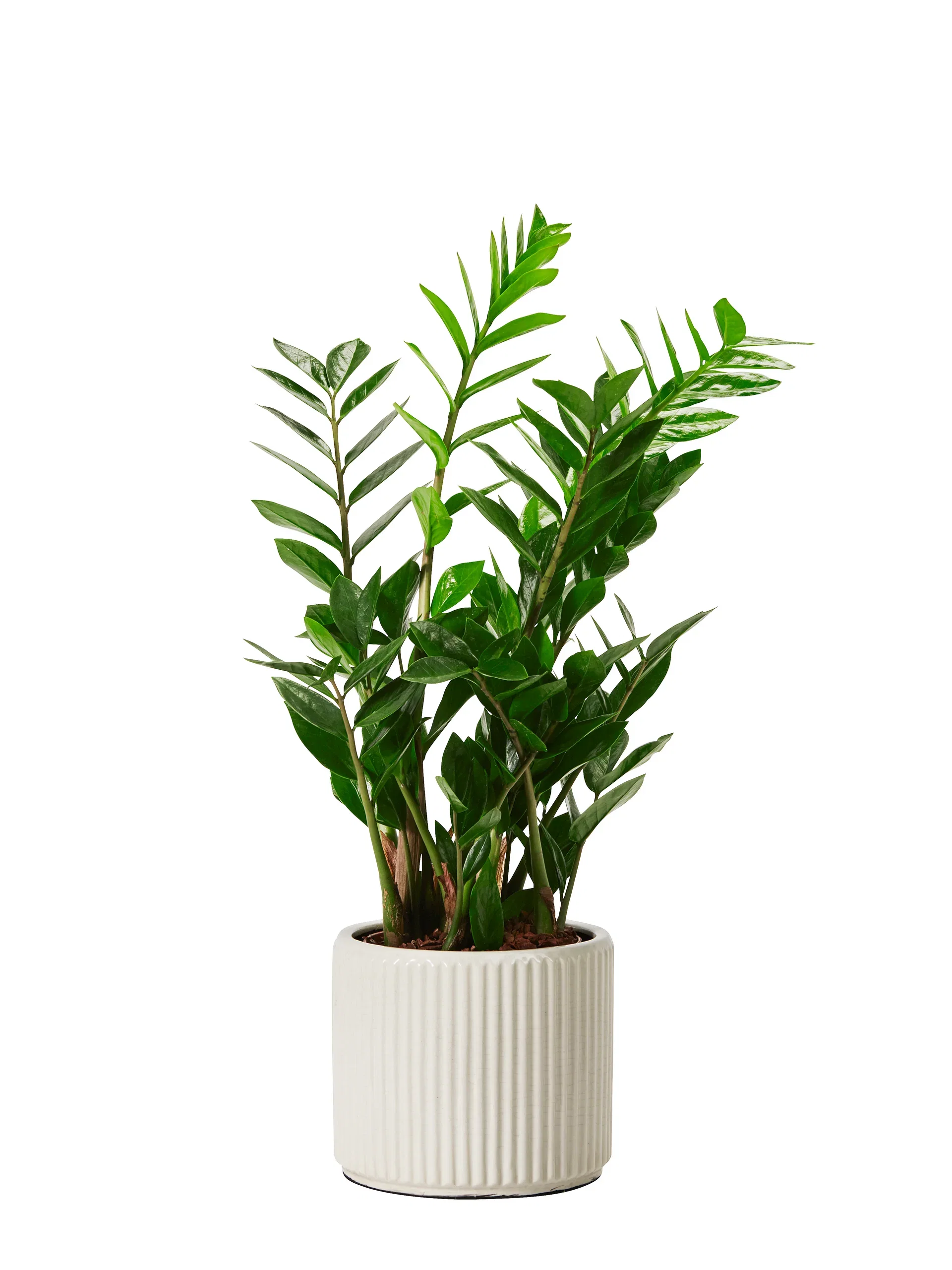 Zamioculcas zamiifolia 17 cm