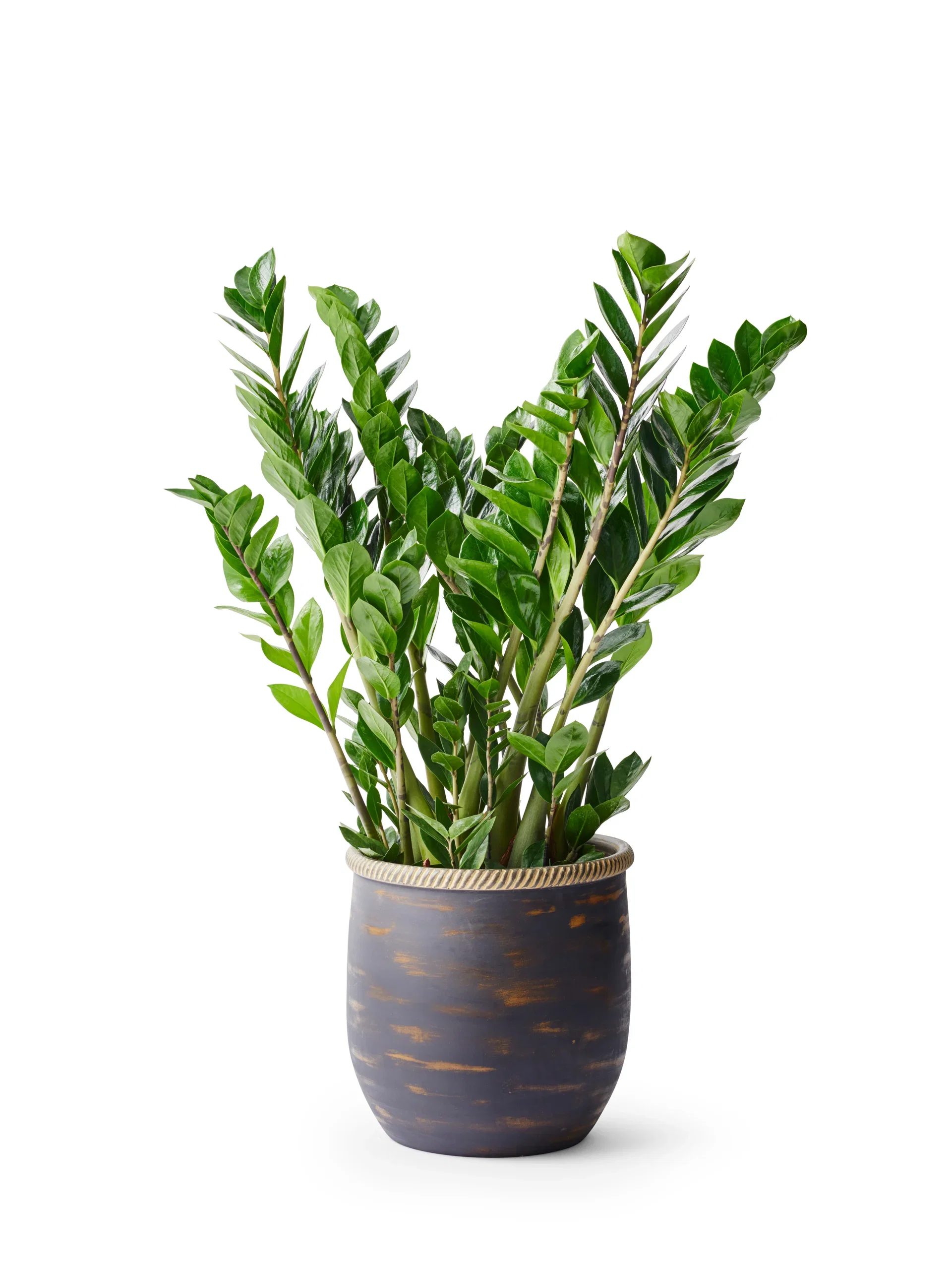 Zamioculcas zamiifolia 17 cm