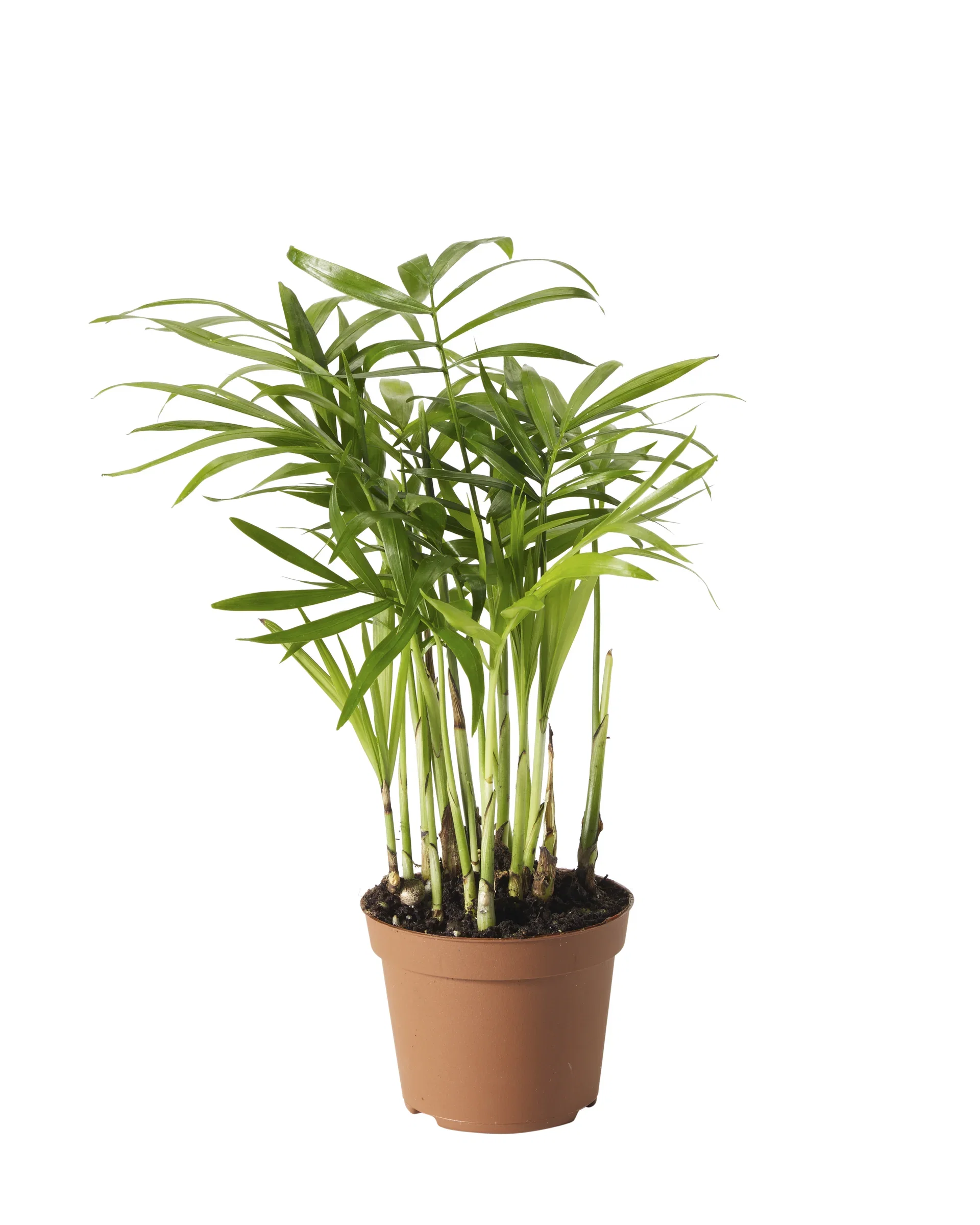 Chamaedorea elegans 6 cm