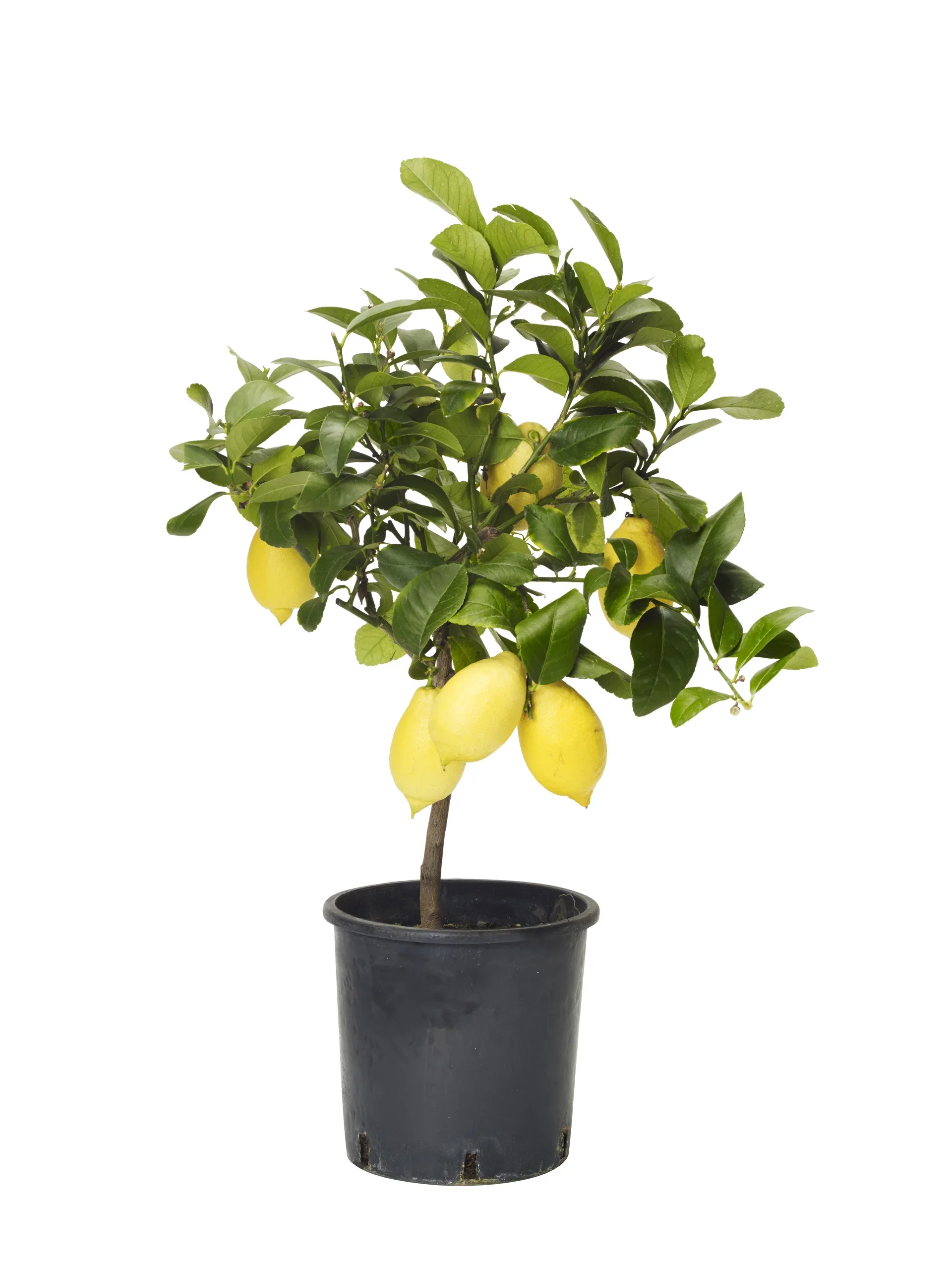 Citrus 'Lemon' stem 21 cm