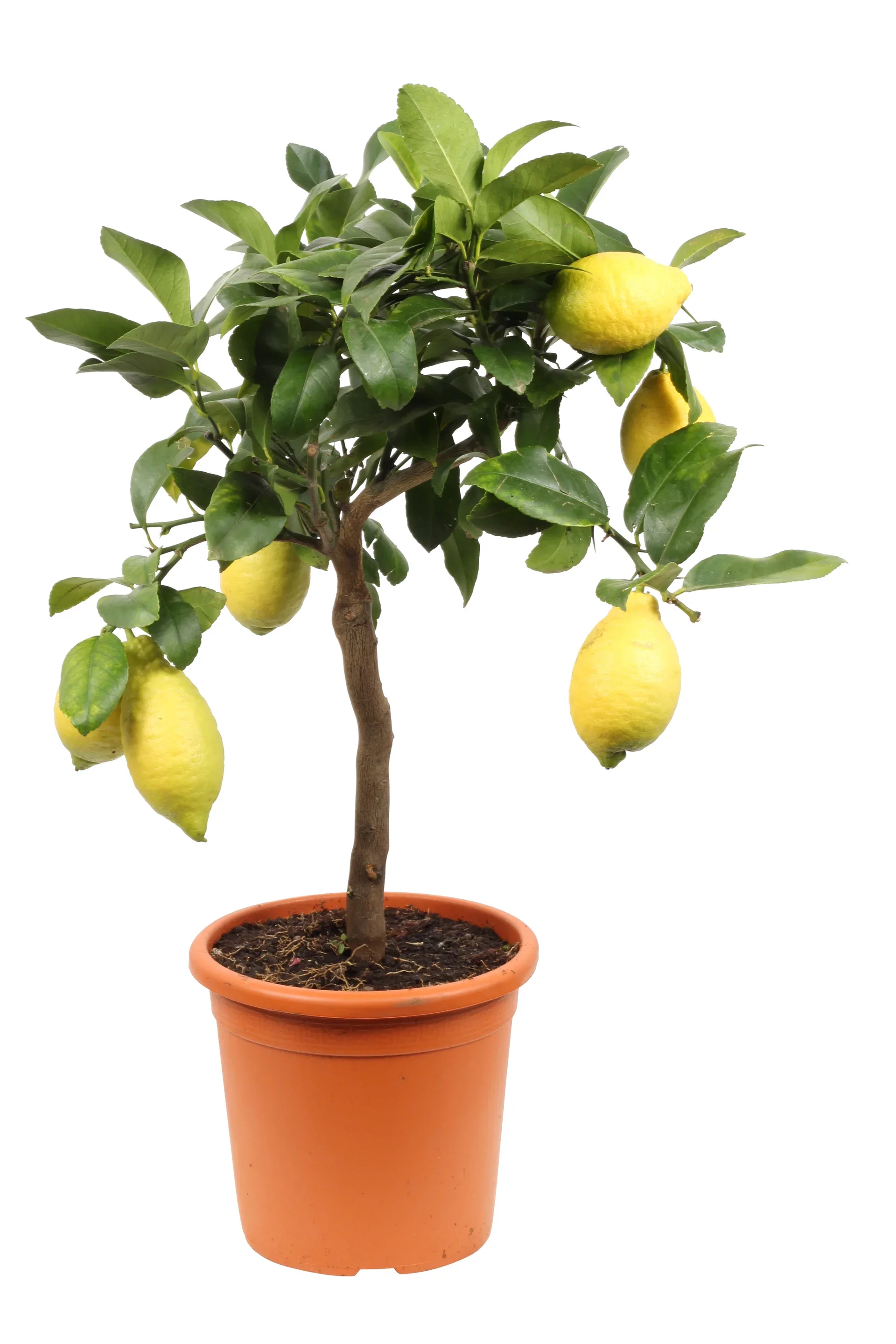 Citrus 'Lemon' stem 21 cm