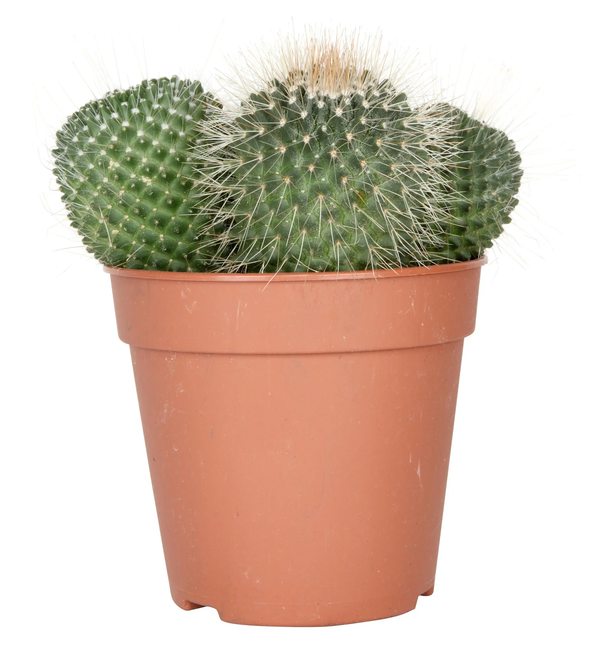 Cactus Ball varieties  12 cm