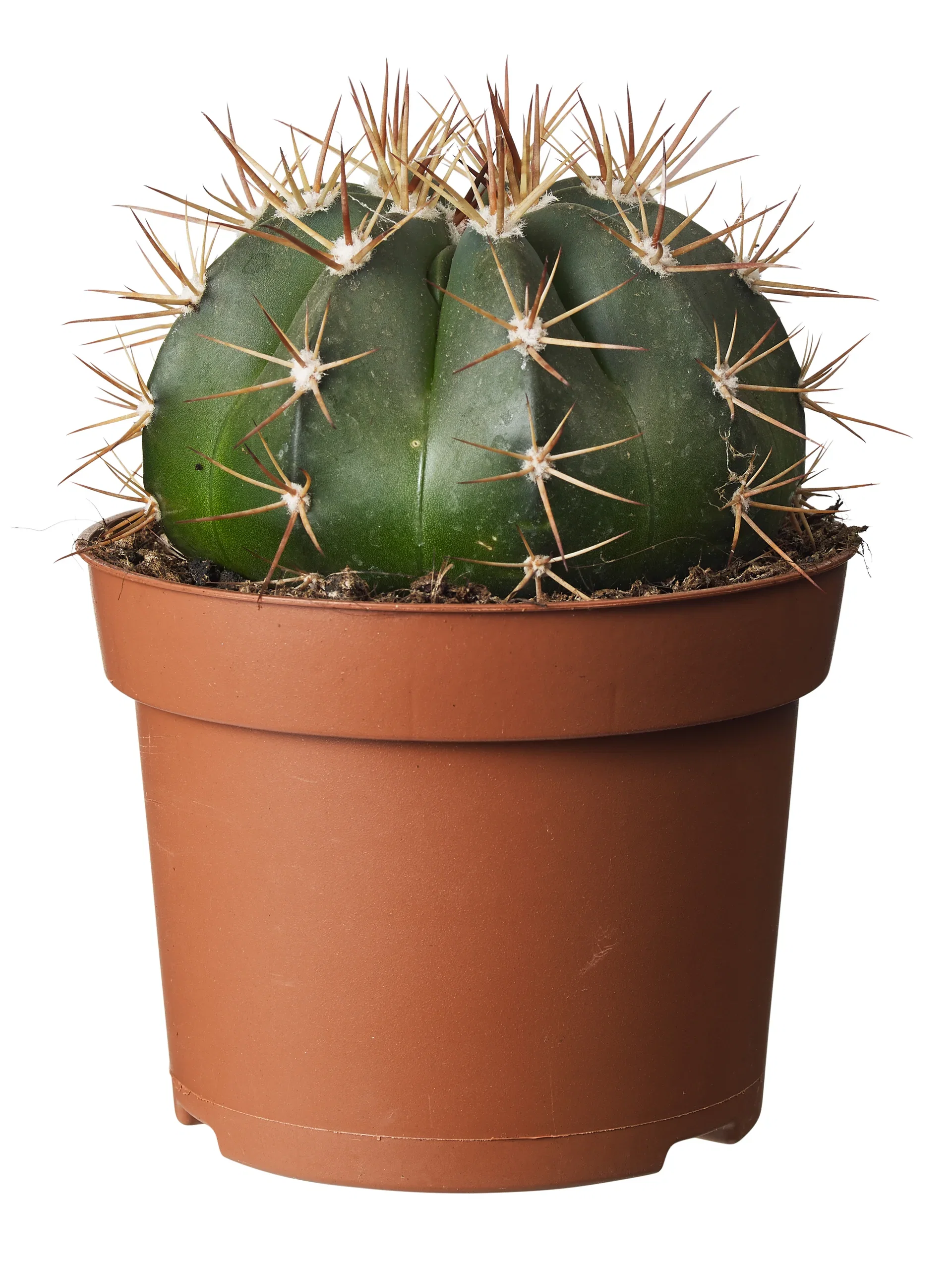 Cactus Ball varieties  12 cm