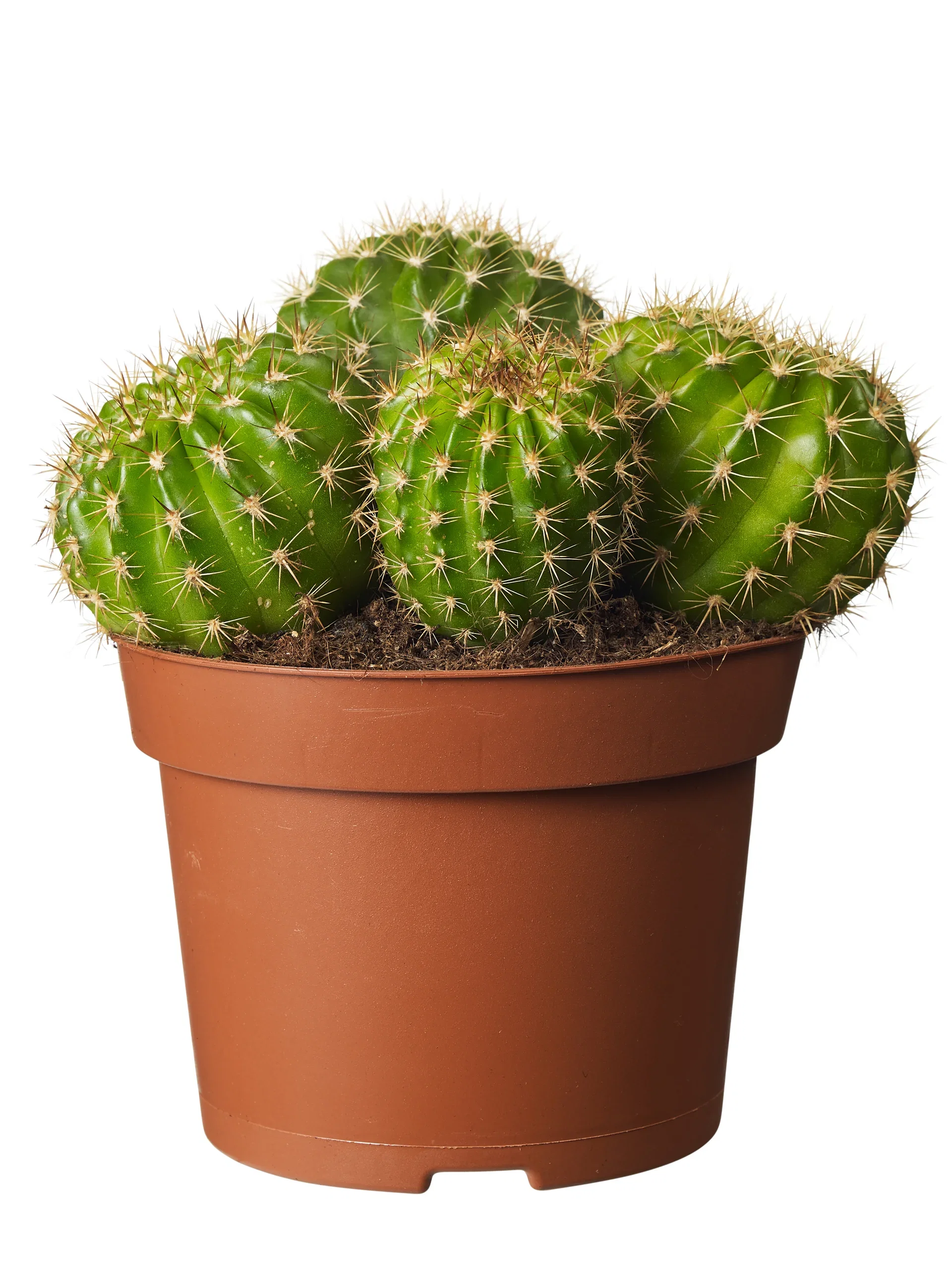 Cactus Ball varieties  12 cm