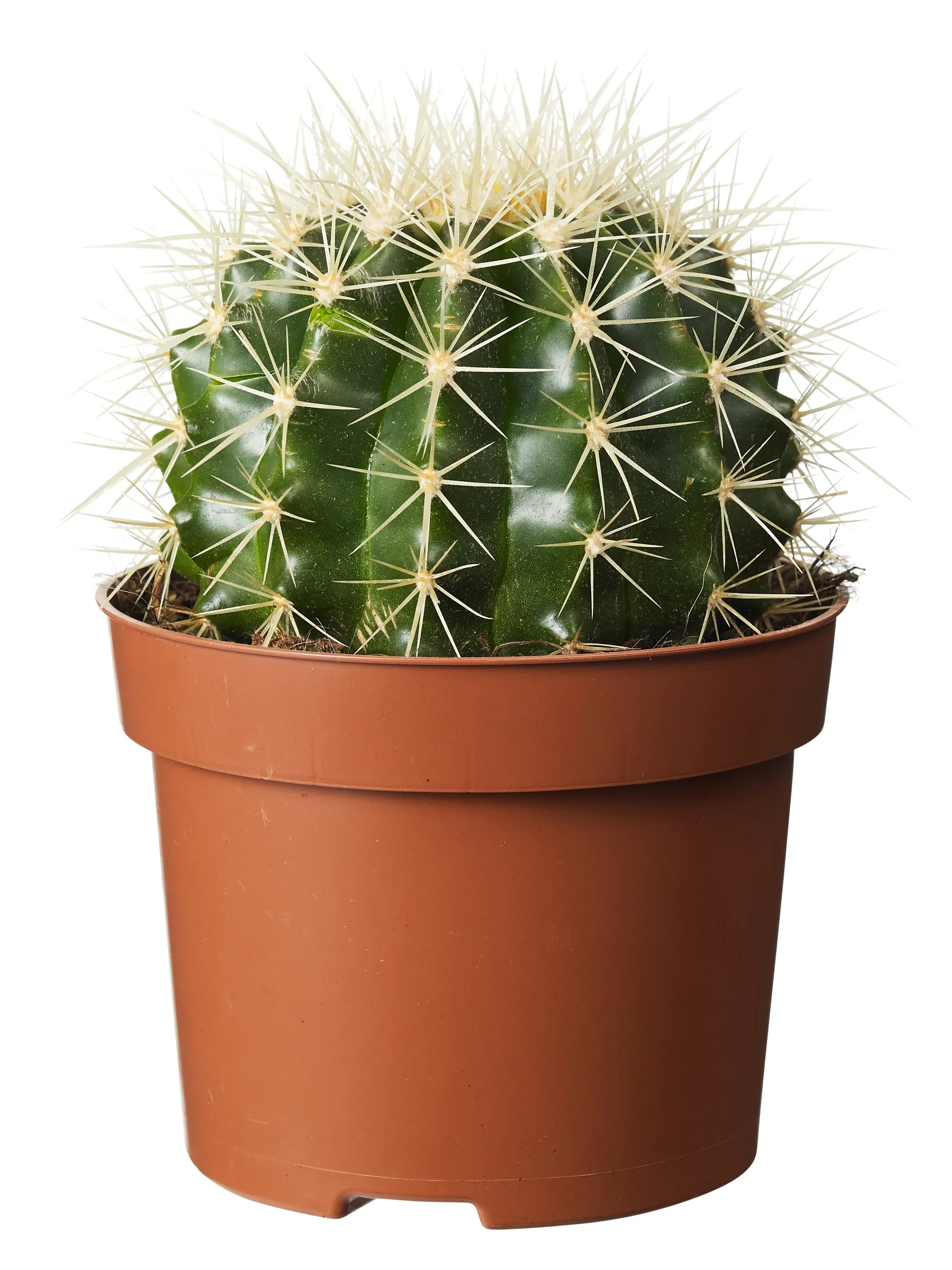 Cactus Ball varieties  12 cm