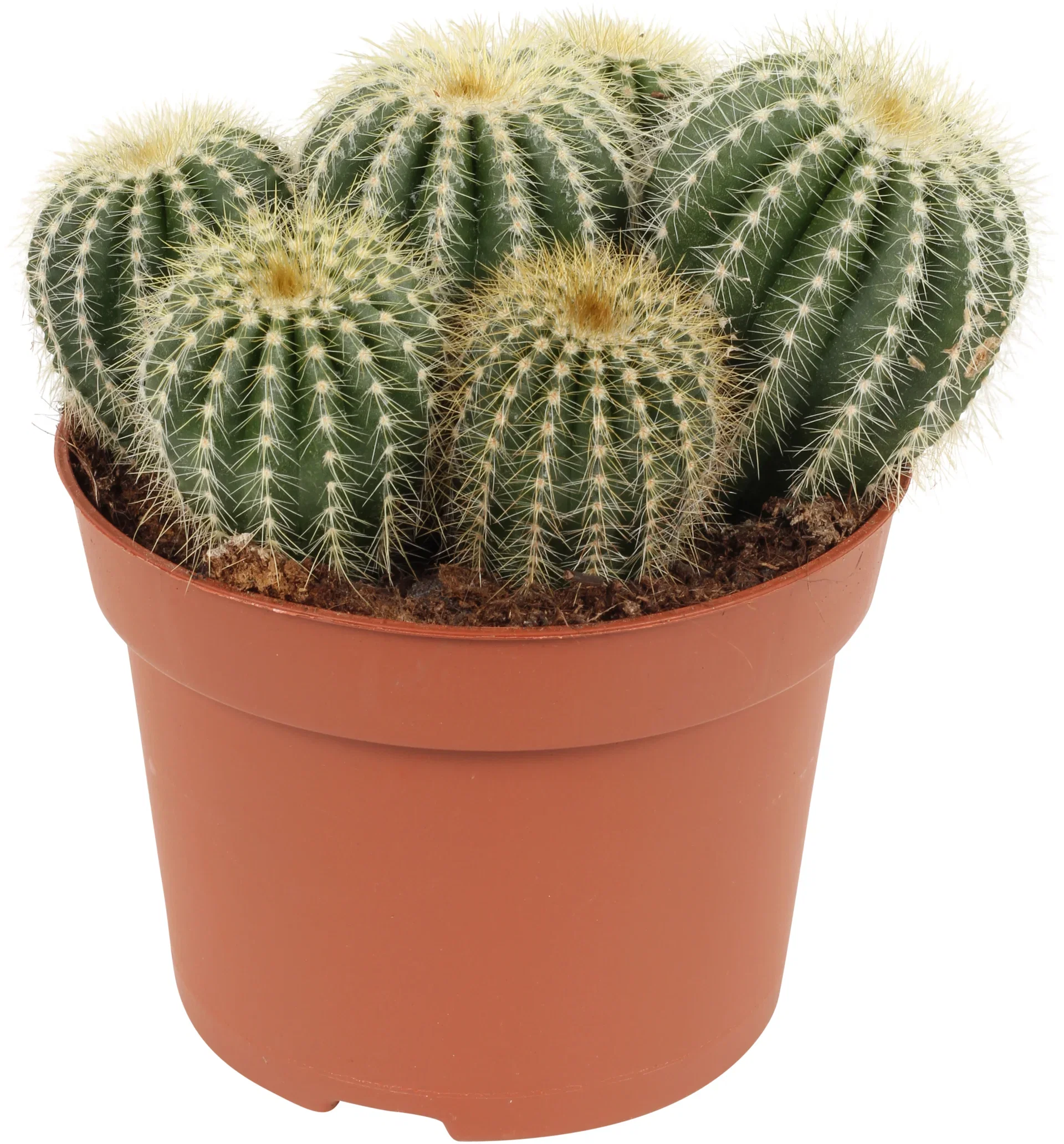 Cactus Ball varieties  12 cm
