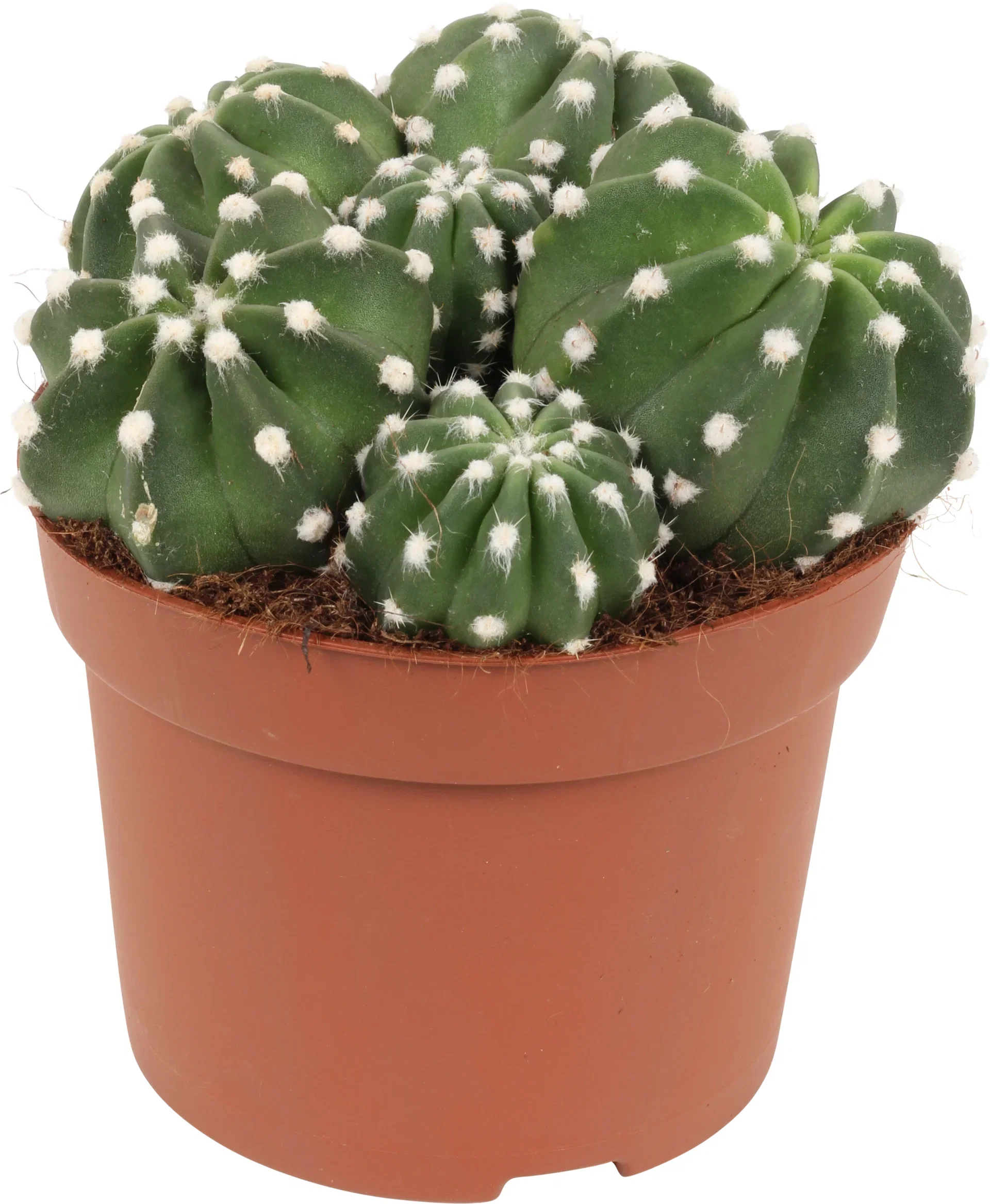 Cactus Ball varieties  12 cm