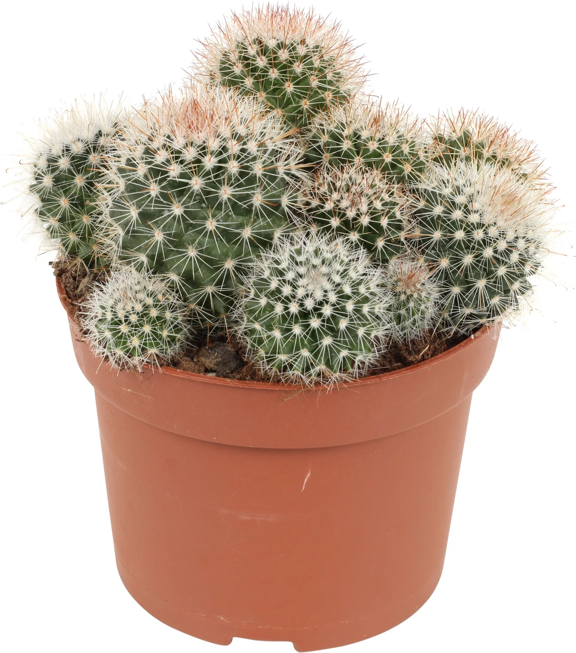 Cactus Ball varieties  12 cm