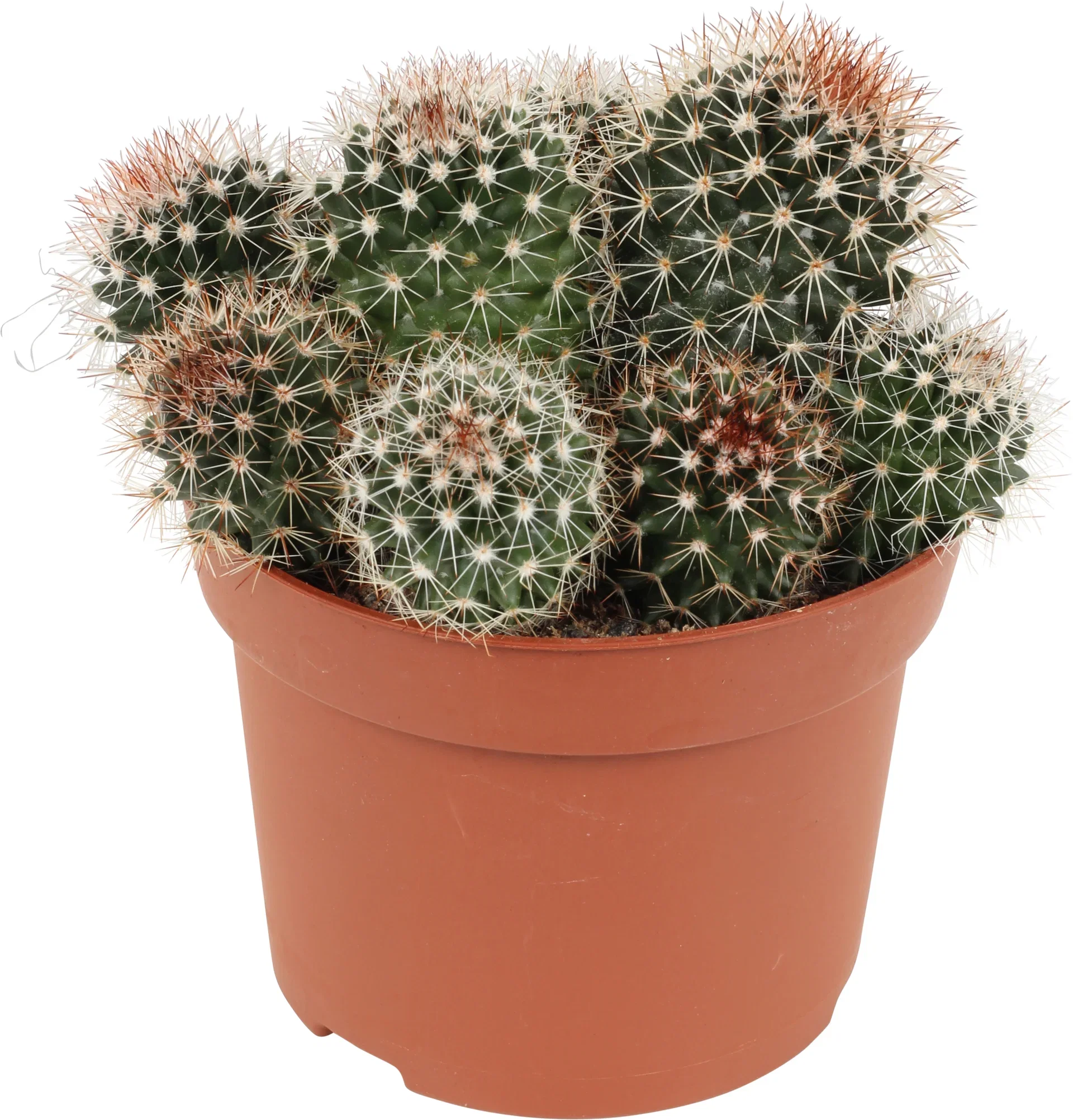 Cactus Ball varieties  12 cm