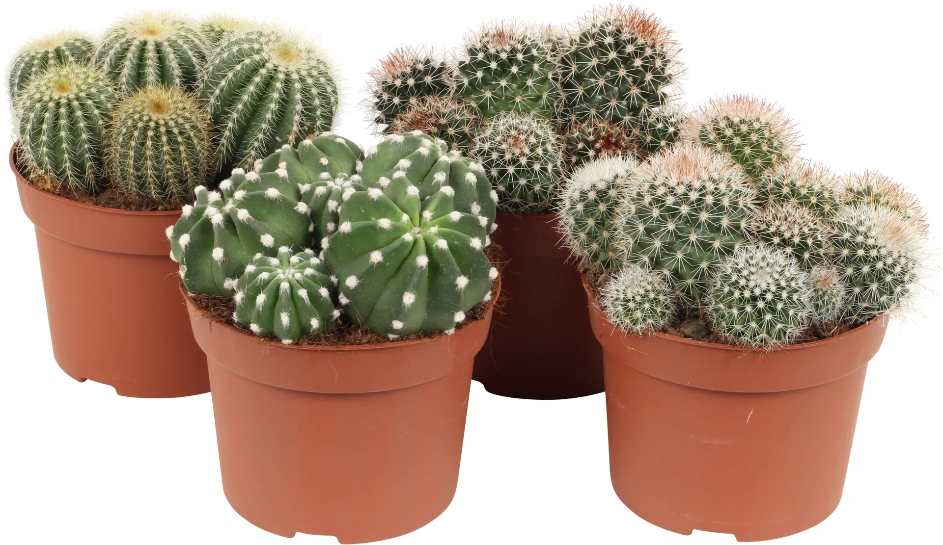 Cactus Ball varieties  12 cm