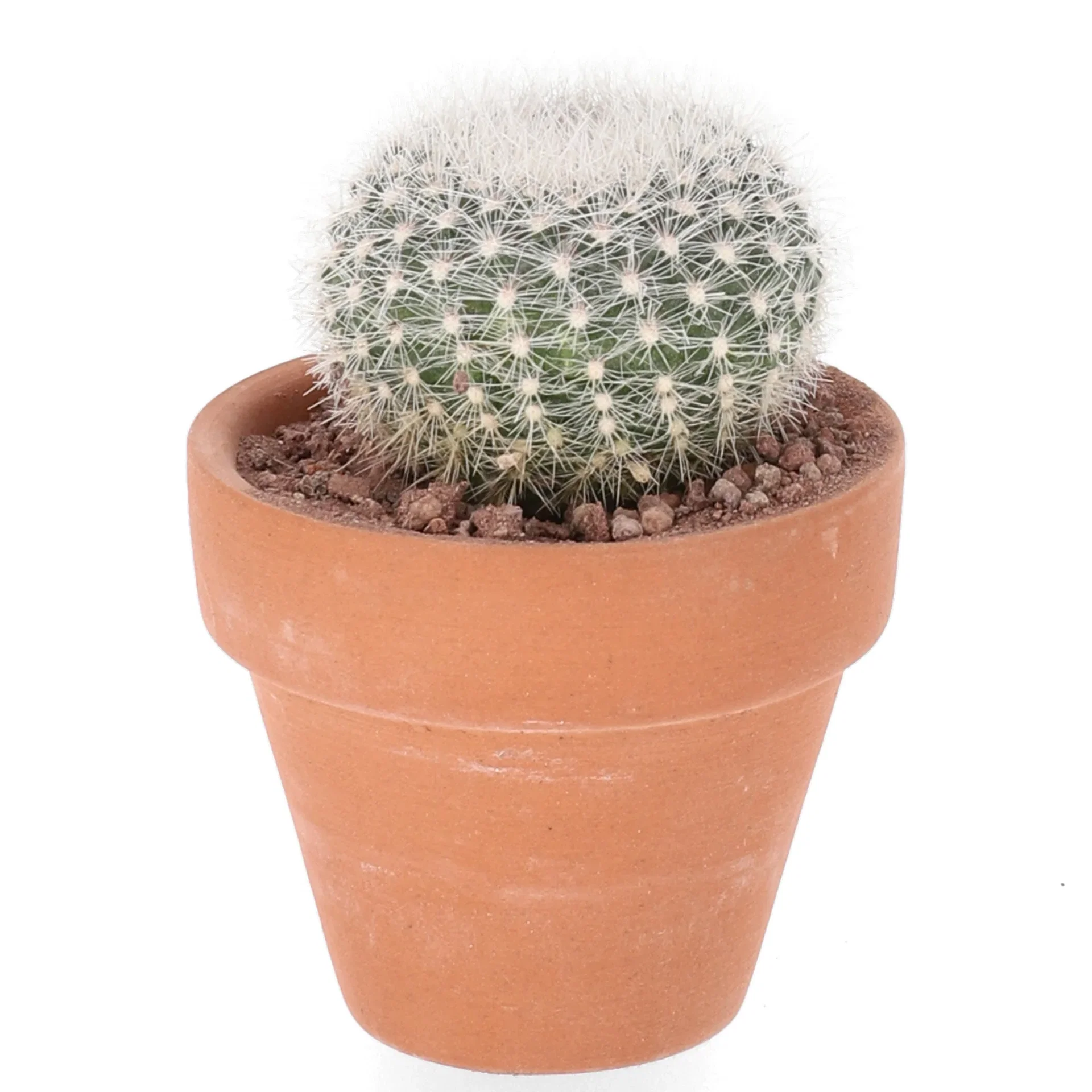 Cactus in varieties 6 cm
