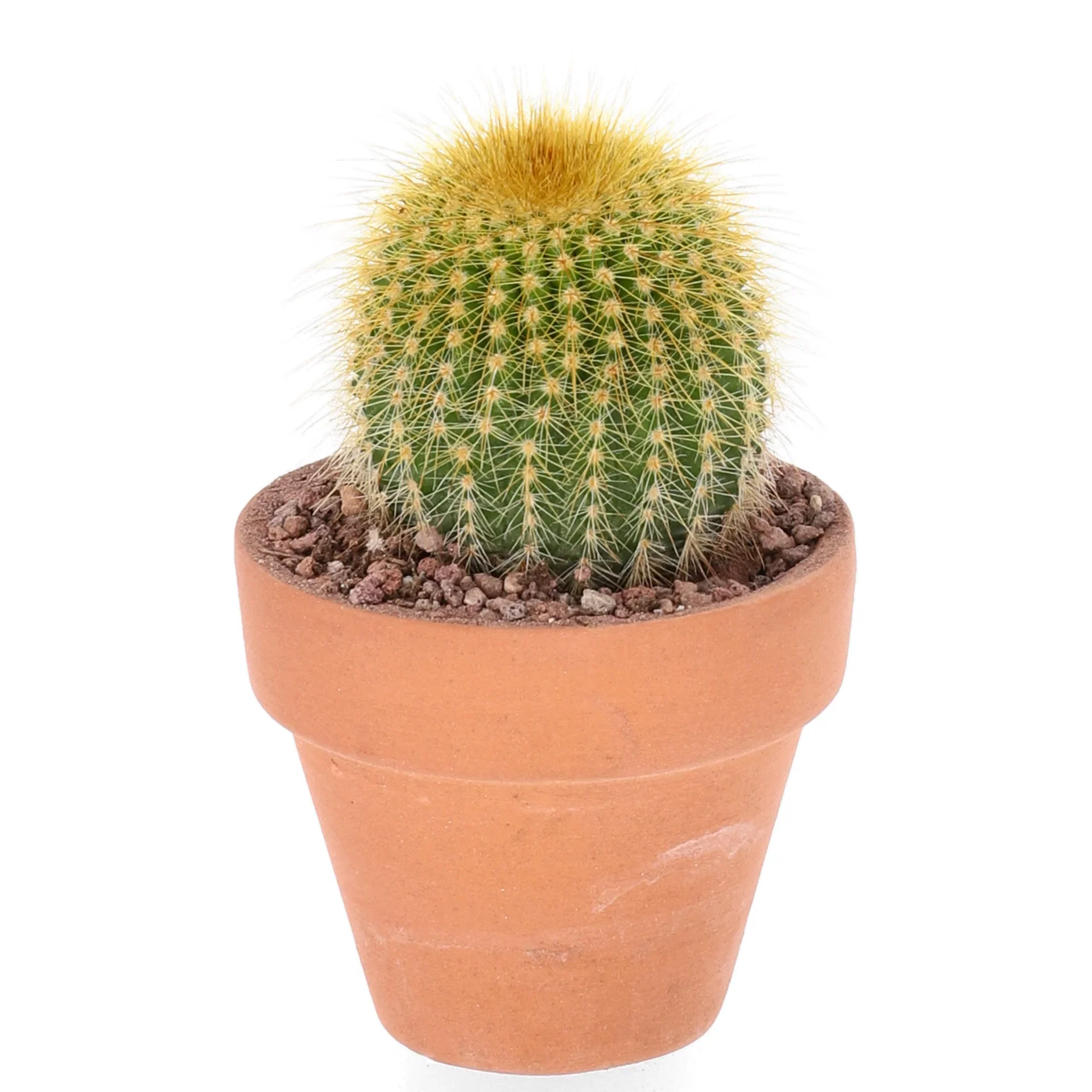 Cactus in varieties 6 cm