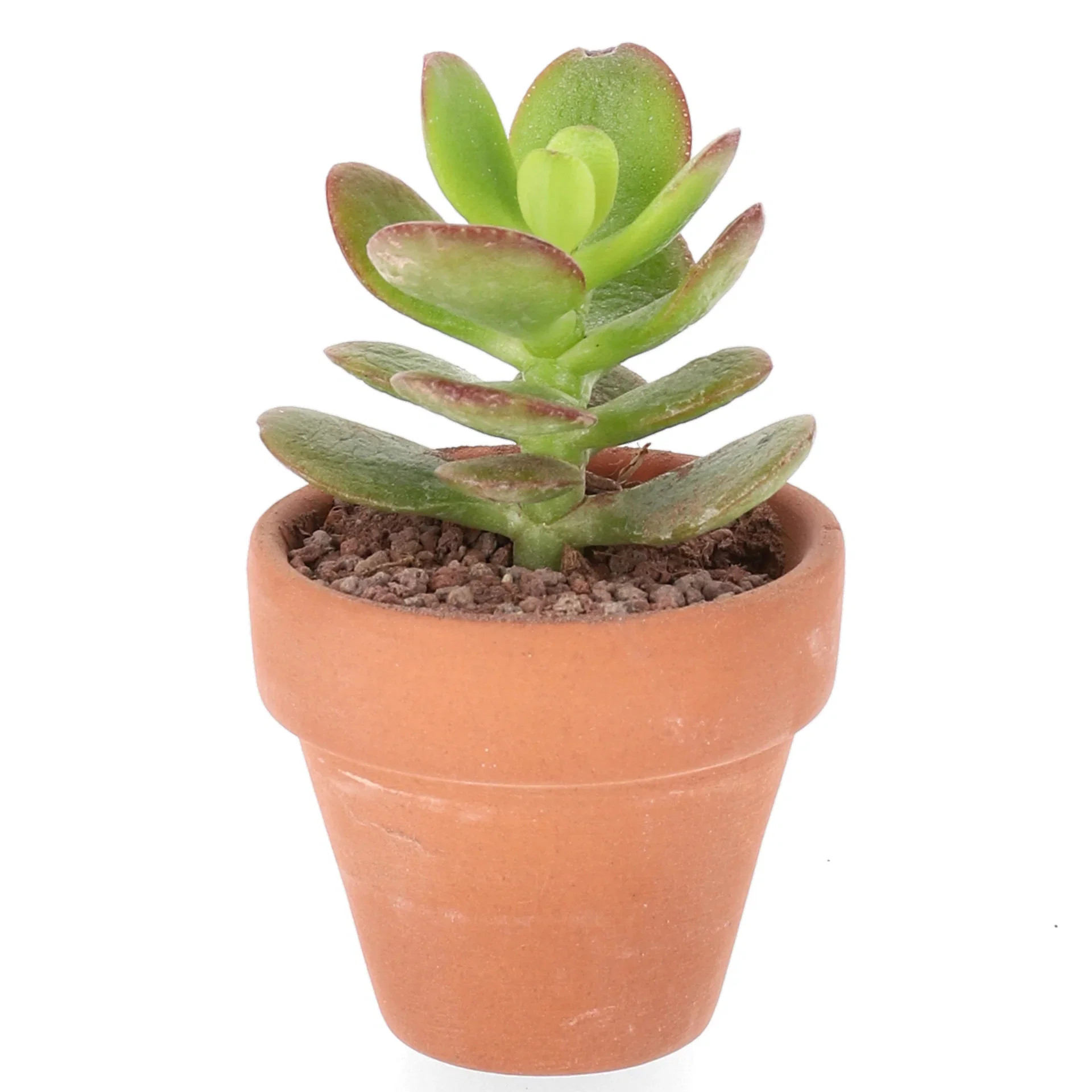 Cactus in varieties 6 cm