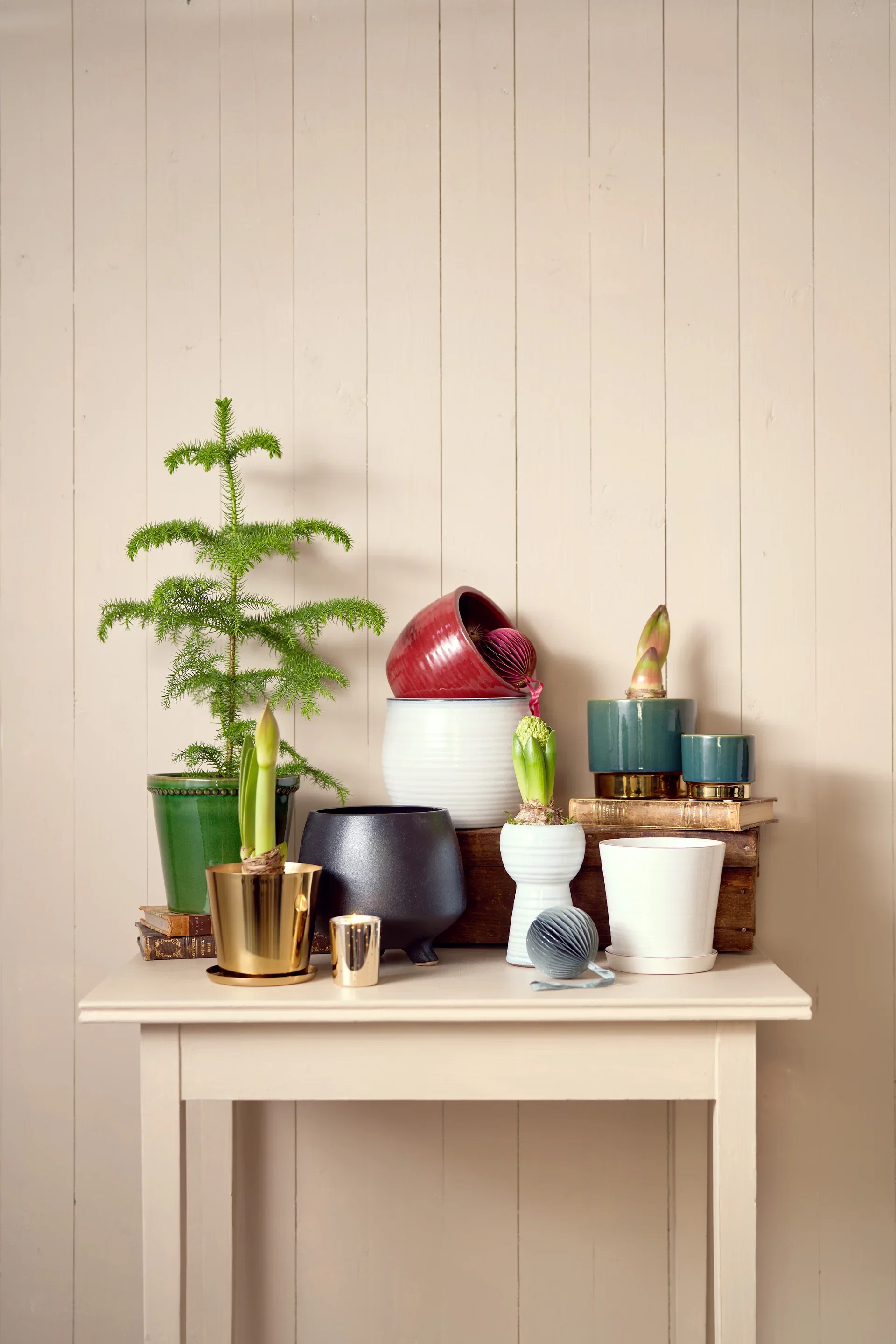 Araucaria heterophylla 14 cm