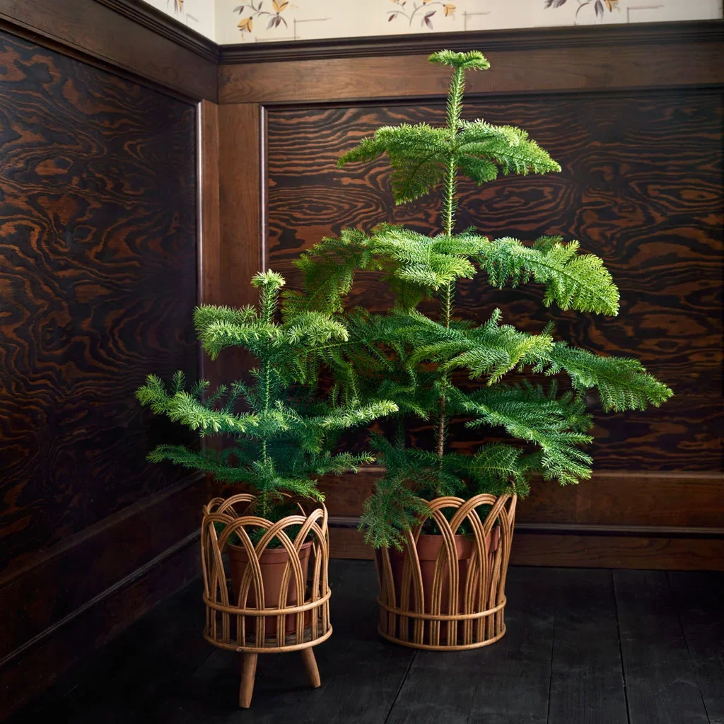 Araucaria heterophylla 14 cm