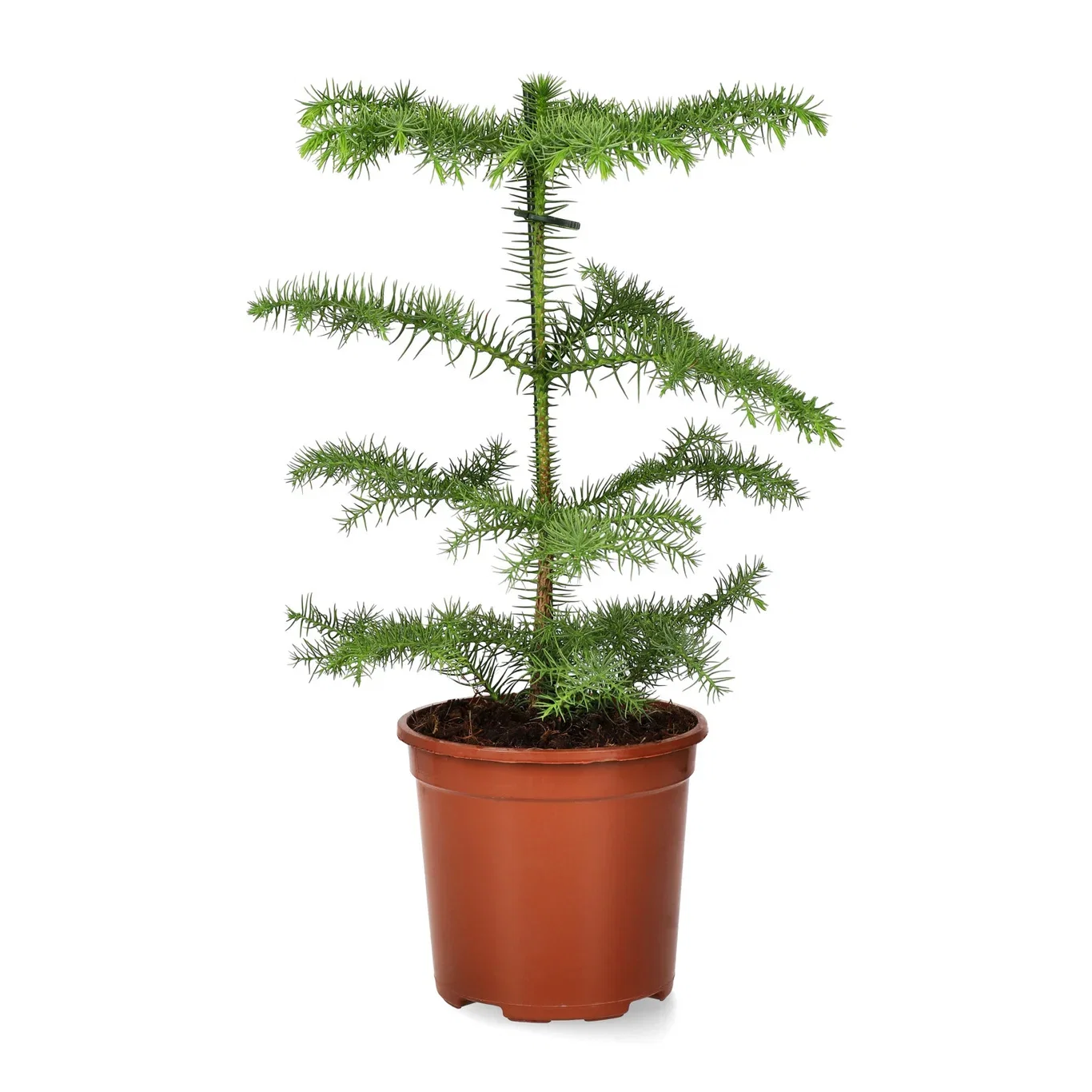 Araucaria heterophylla 14 cm