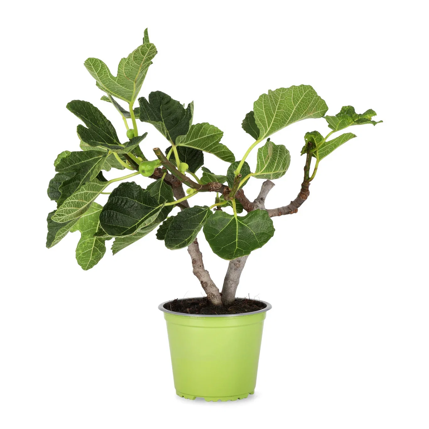 Ficus carica 14 cm