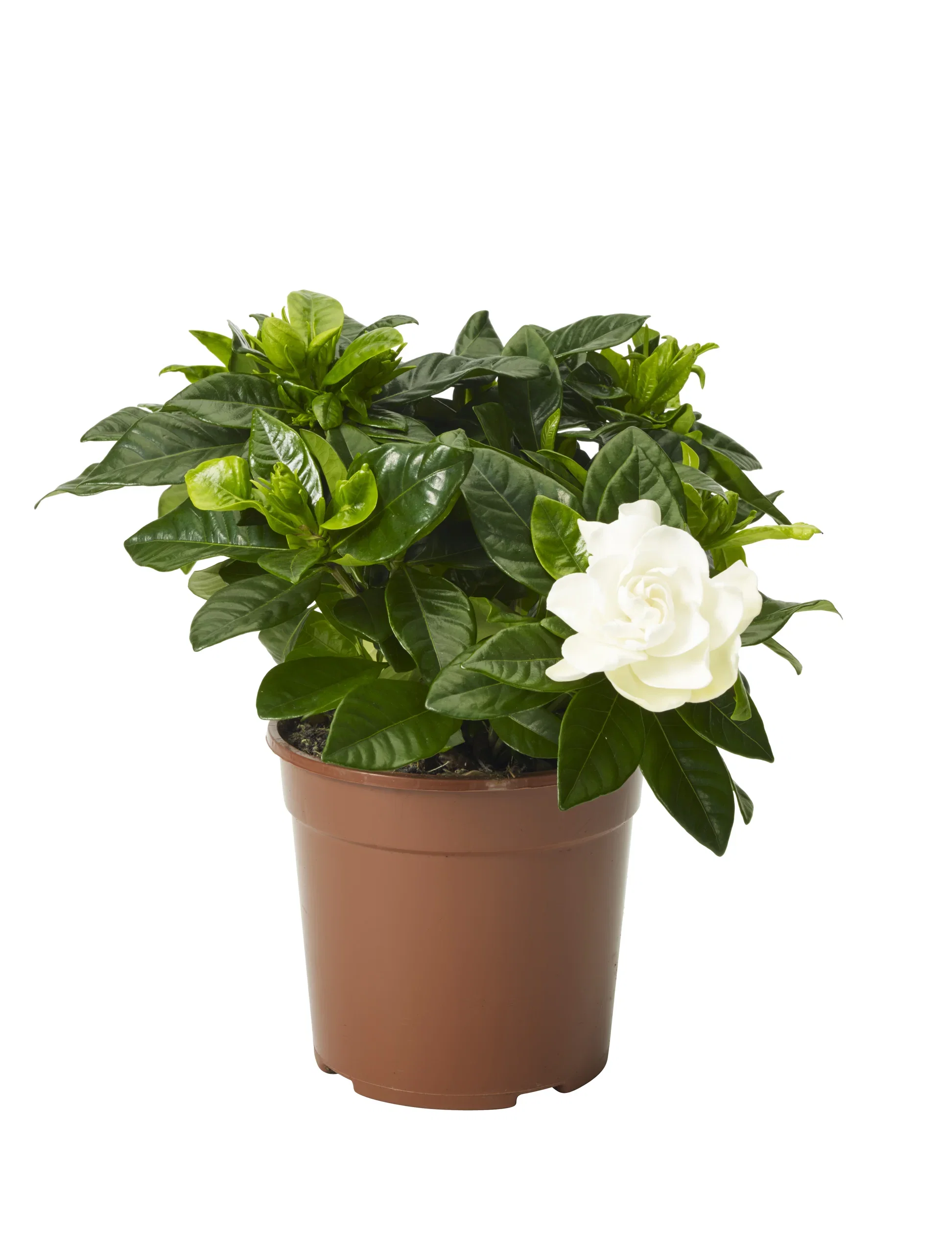 Gardenia jasminoides 13 cm