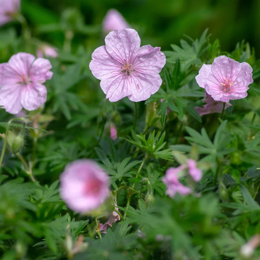 Geranium sanguineum var. striatum 6-pack