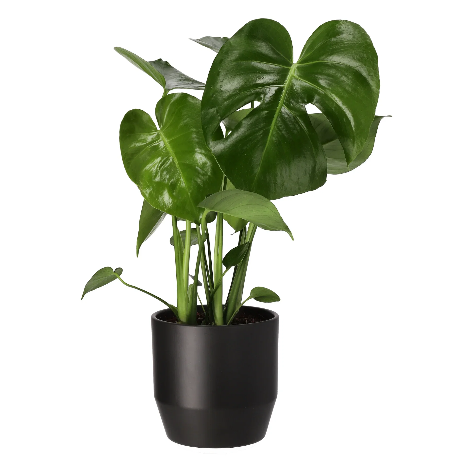 Monstera deliciosa