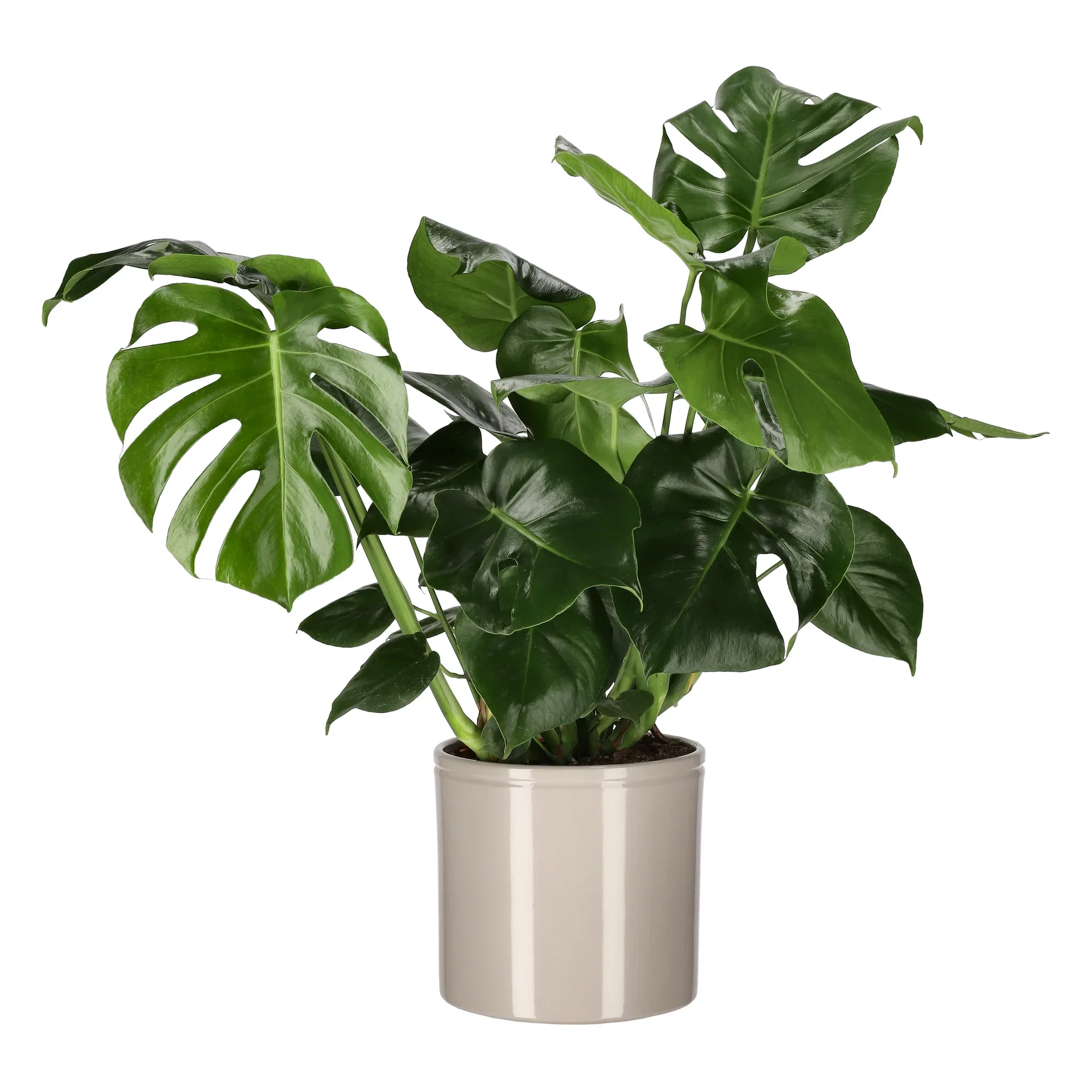 Monstera