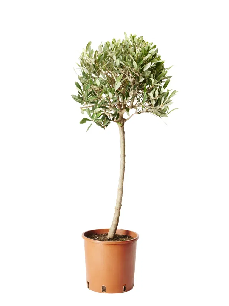 Olea europaea stem 24 cm