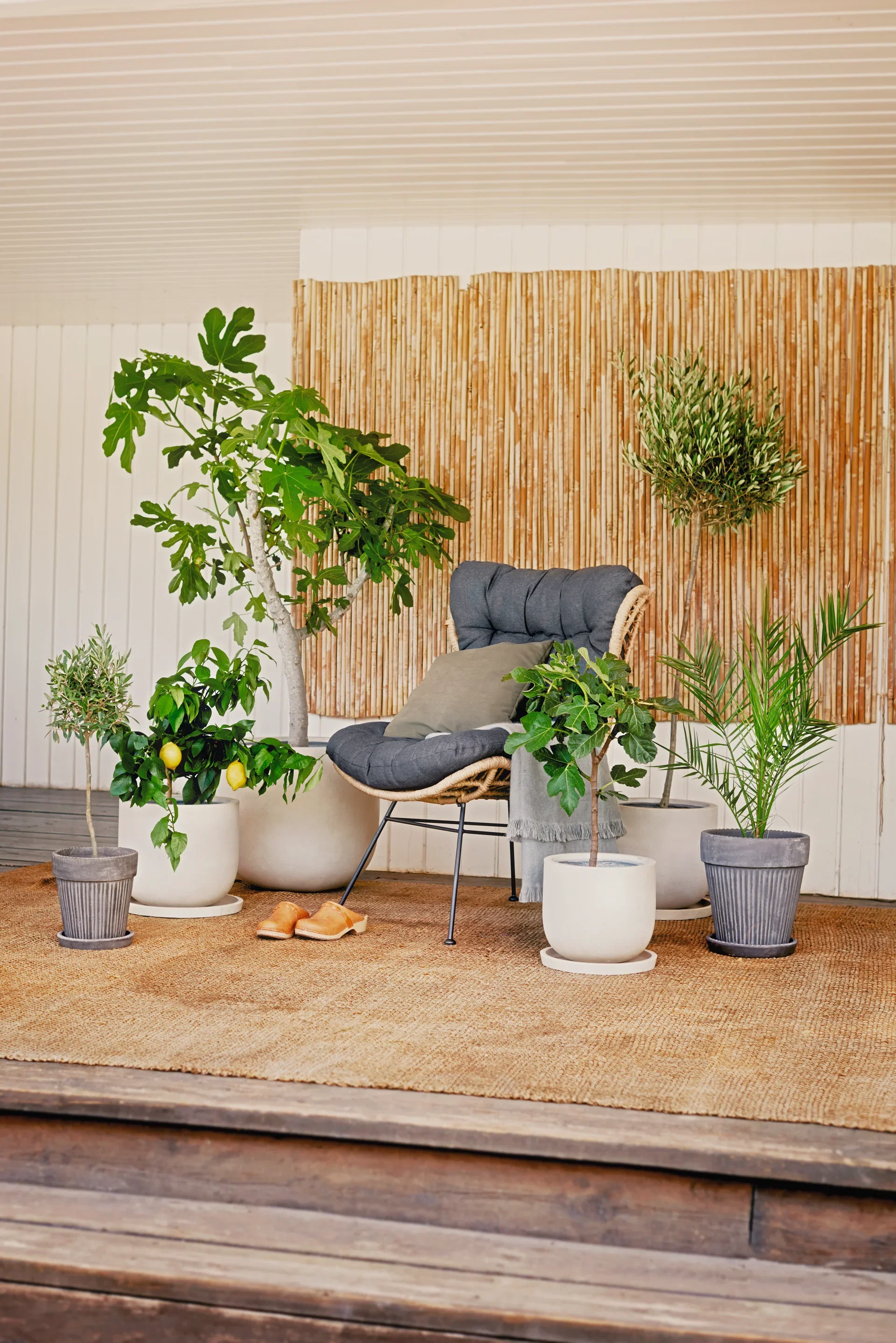 Olea europaea stem 19 cm