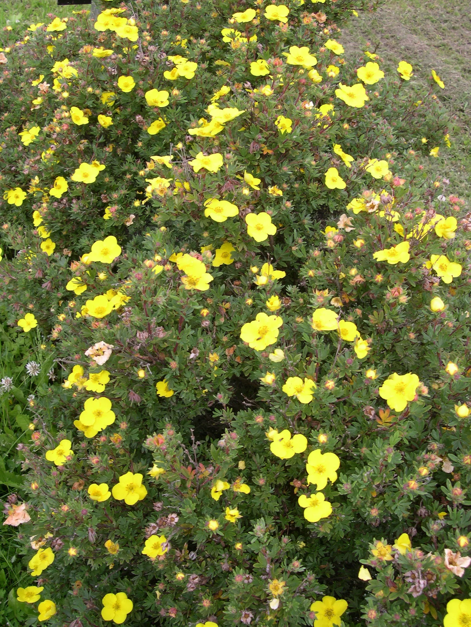 Dasiphora (Fruticosa-Gruppen) 'Goldteppich' 4,5L