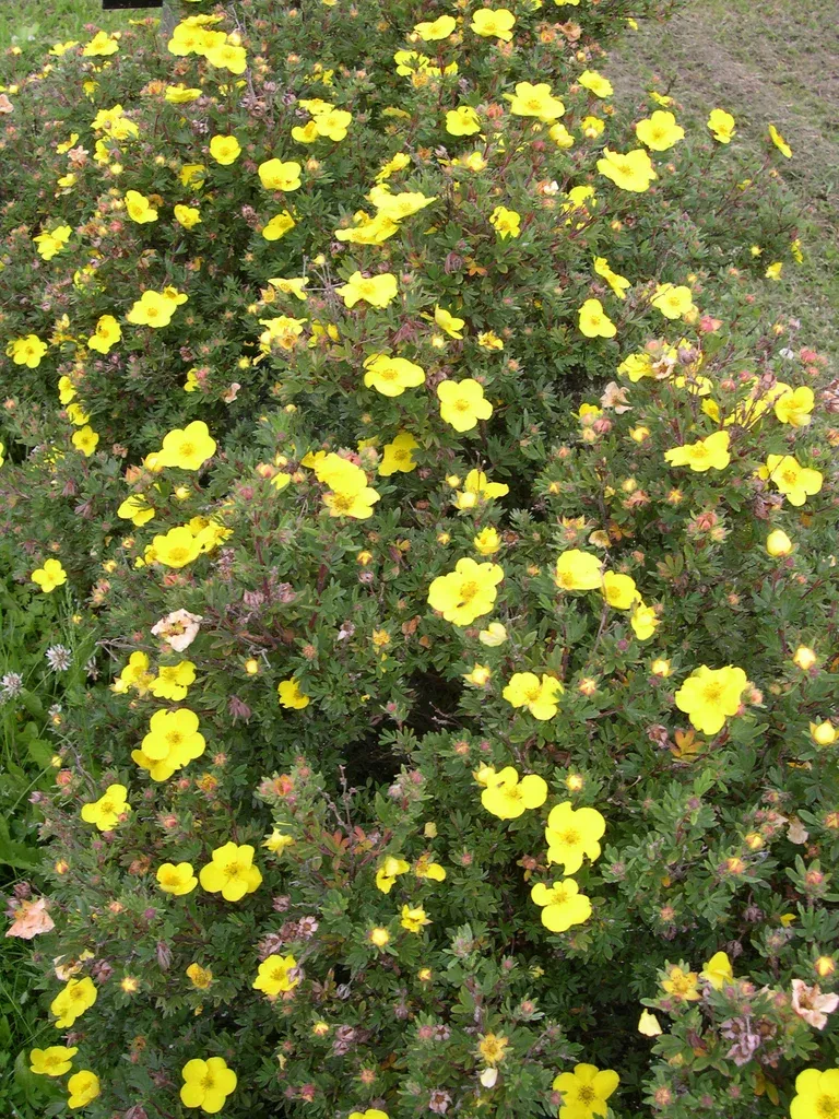 Dasiphora (Fruticosa-Gruppen) 'Goldteppich' 4,5L