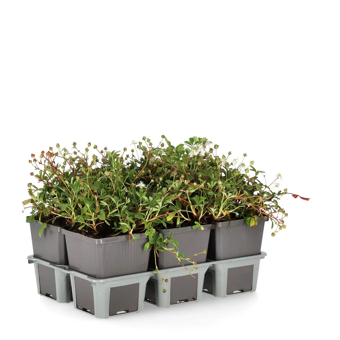 Potentilla tridentata 'Nuuk' 6-pack